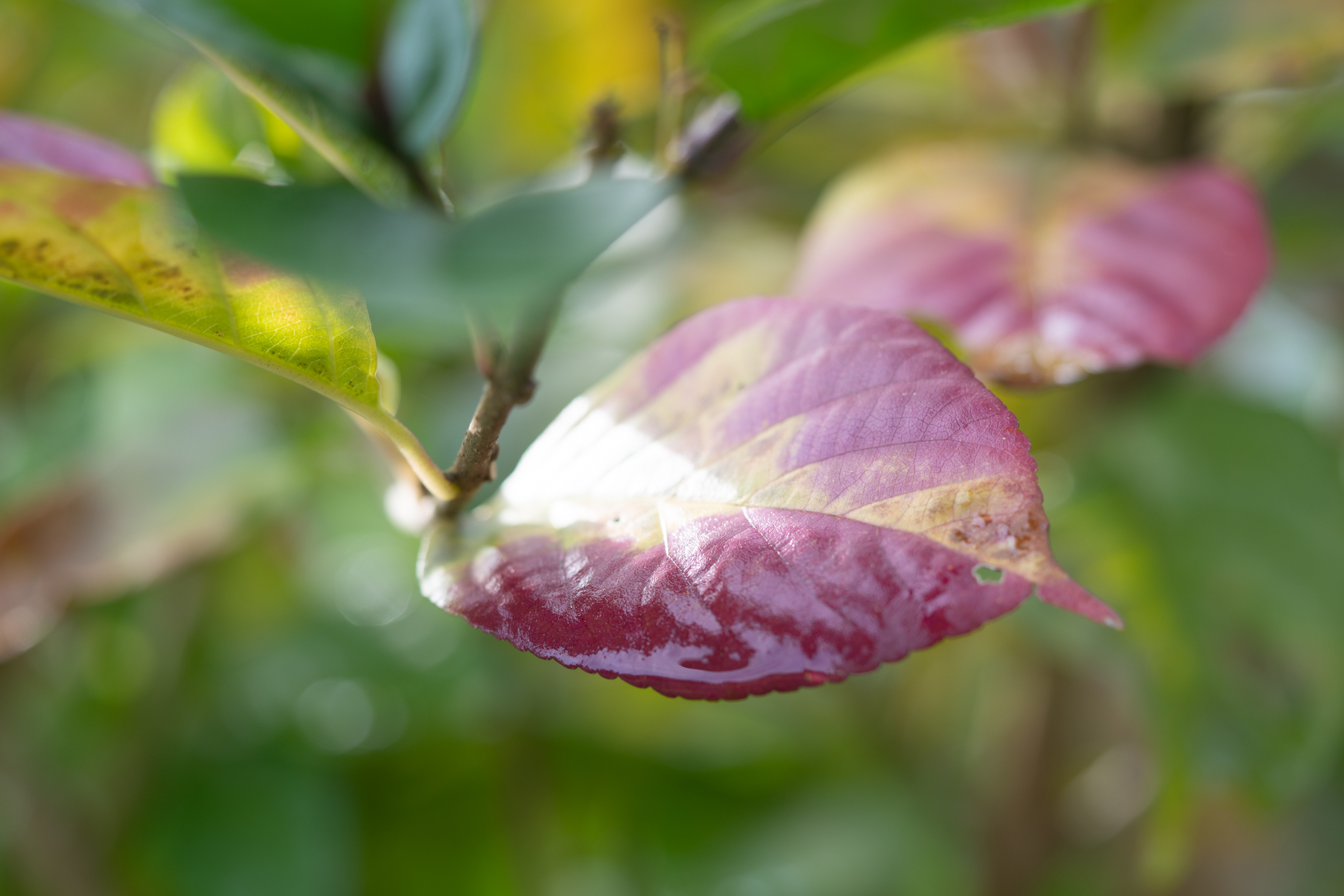 f:id:Paradisia:20191222175245j:plain f:id:Paradisia:20191222175245j:plain