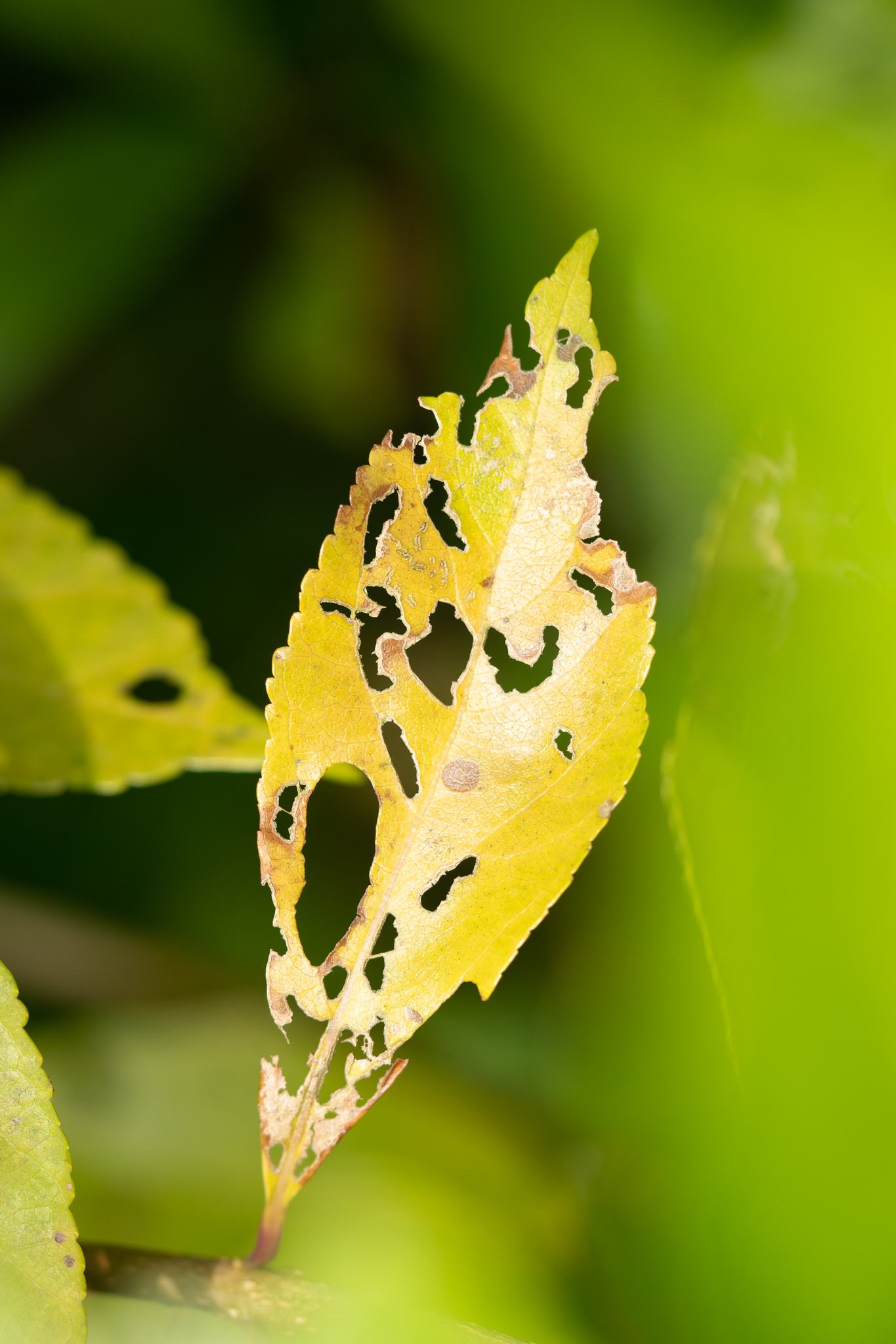 f:id:Paradisia:20191222180952j:plain f:id:Paradisia:20191222180952j:plain