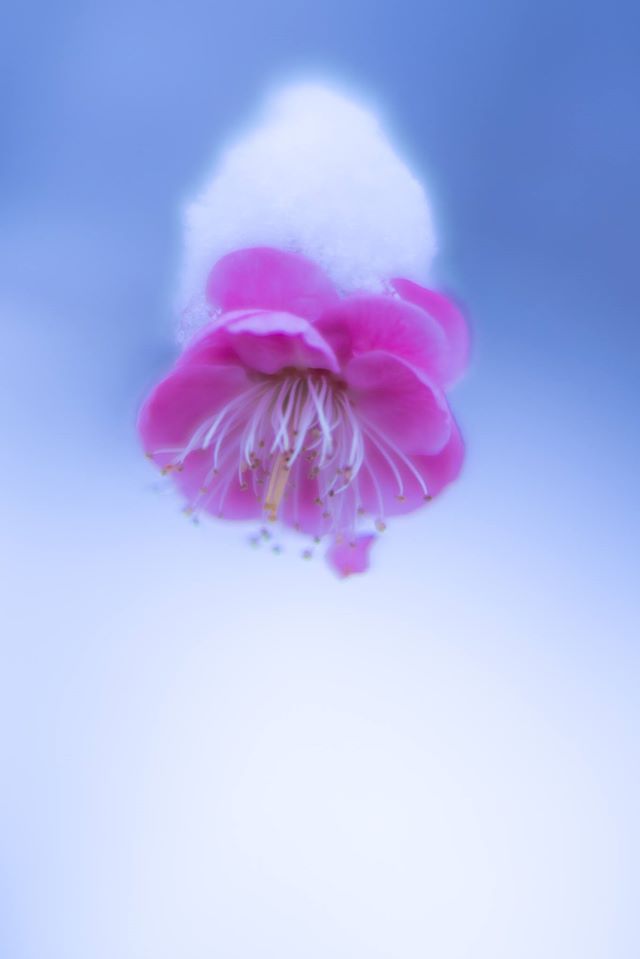 f:id:Paradisia:20191231073851j:plain f:id:Paradisia:20191231073851j:plain