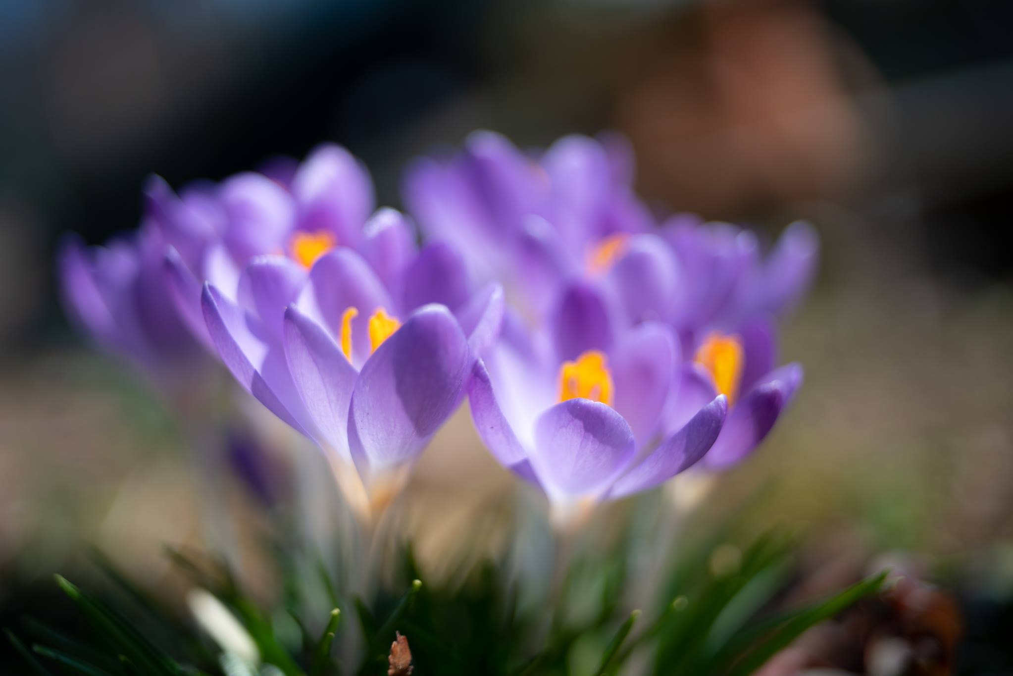 f:id:Paradisia:20191231073905j:plain f:id:Paradisia:20191231073905j:plain
