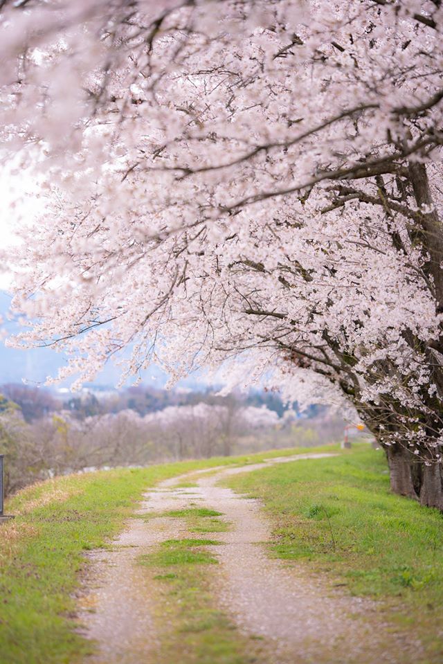 f:id:Paradisia:20191231073948j:plain f:id:Paradisia:20191231073948j:plain