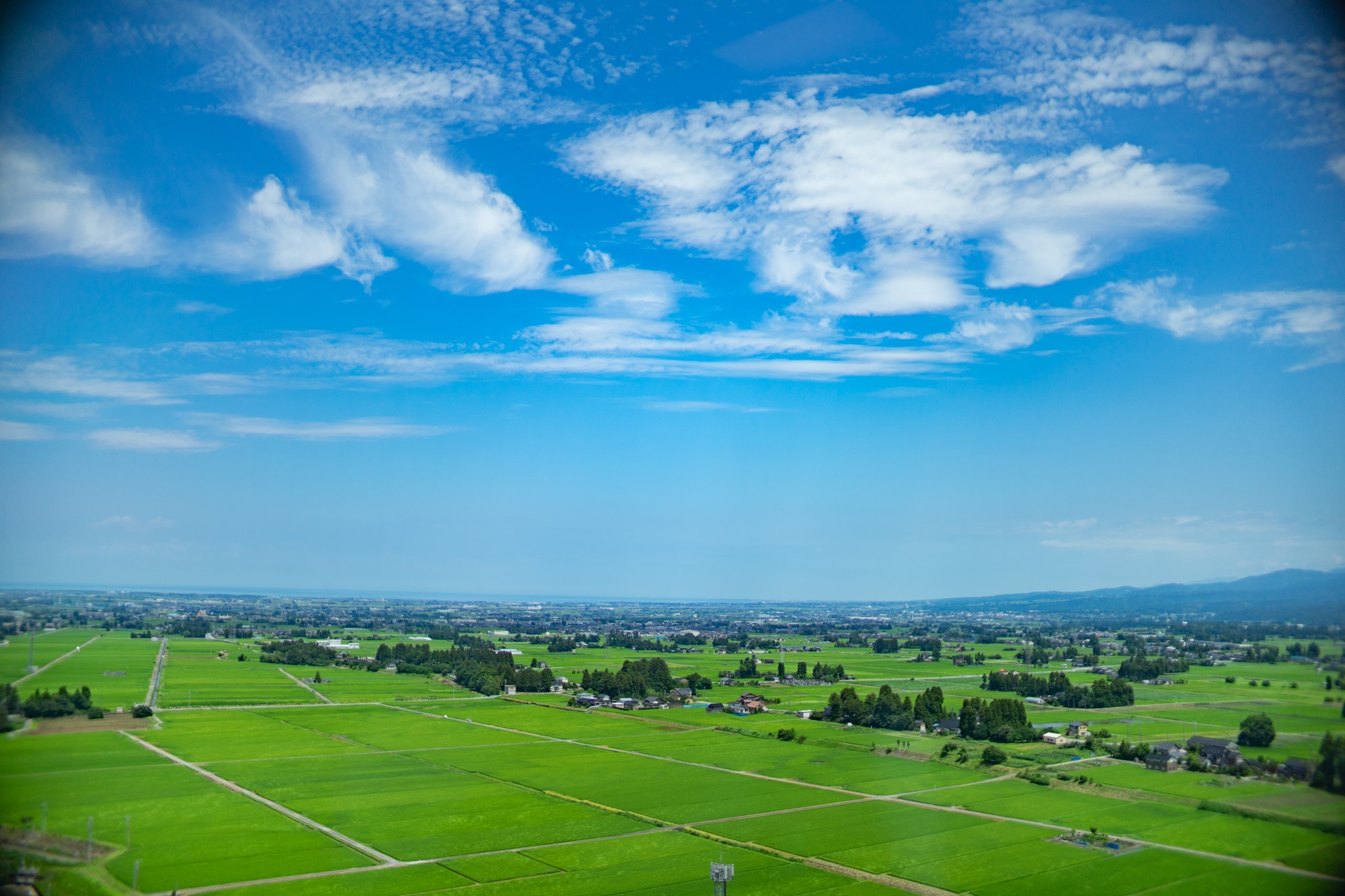 f:id:Paradisia:20191231074142j:plain f:id:Paradisia:20191231074142j:plain
