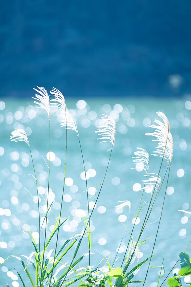 f:id:Paradisia:20191231074214j:plain f:id:Paradisia:20191231074214j:plain
