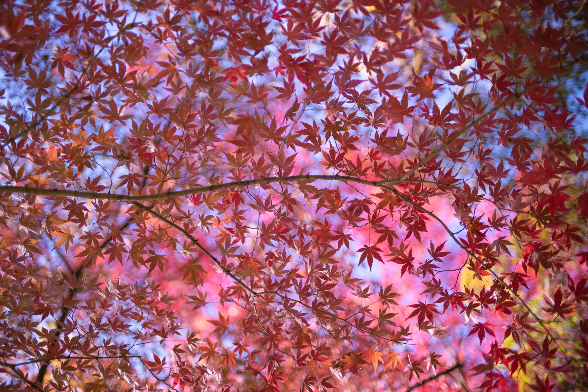 f:id:Paradisia:20191231074247j:plain f:id:Paradisia:20191231074247j:plain