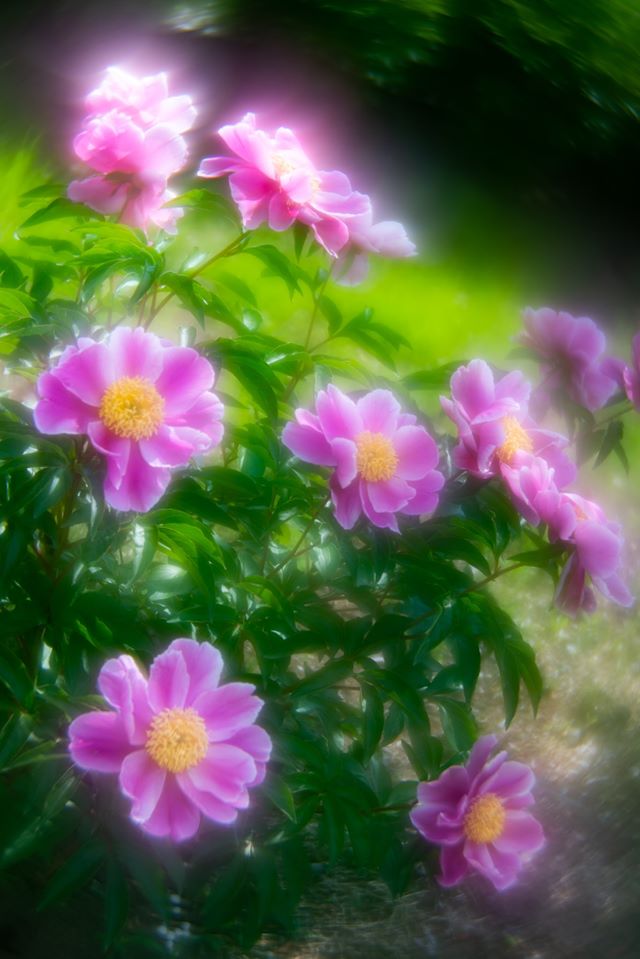 f:id:Paradisia:20191231120406j:plain