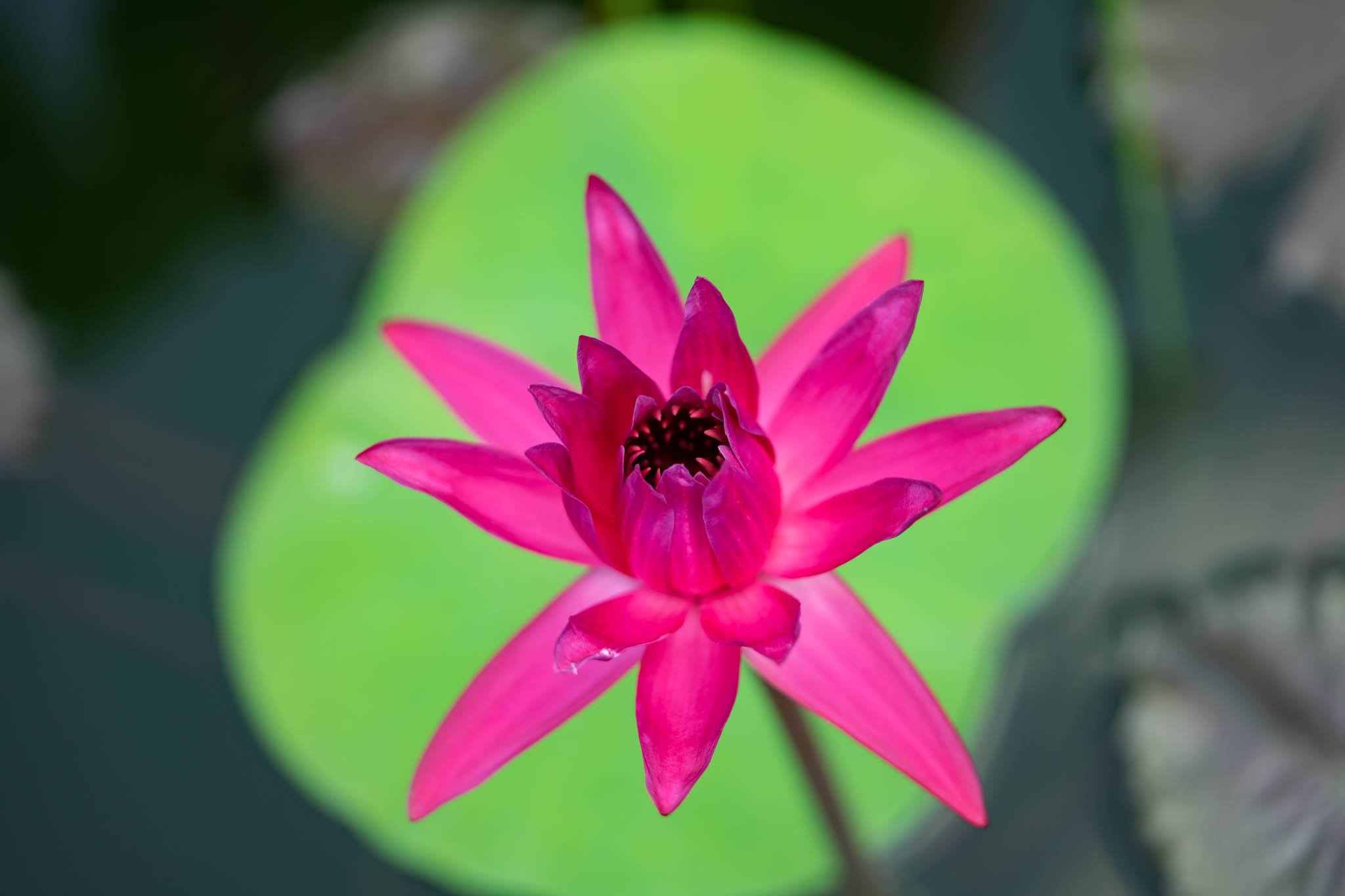 f:id:Paradisia:20191231120547j:plain