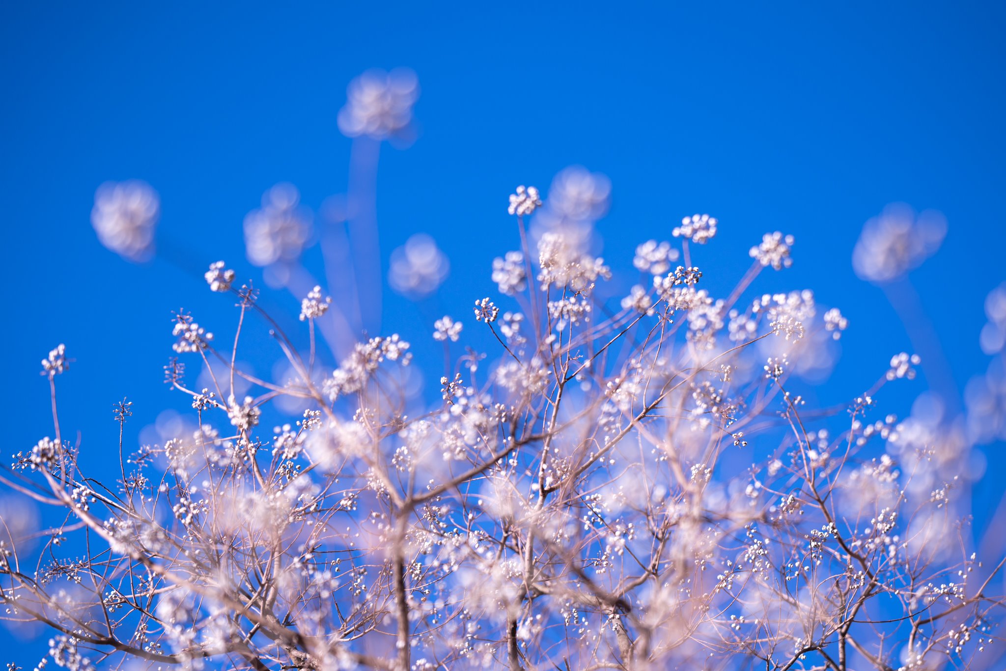 f:id:Paradisia:20191231120639j:plain