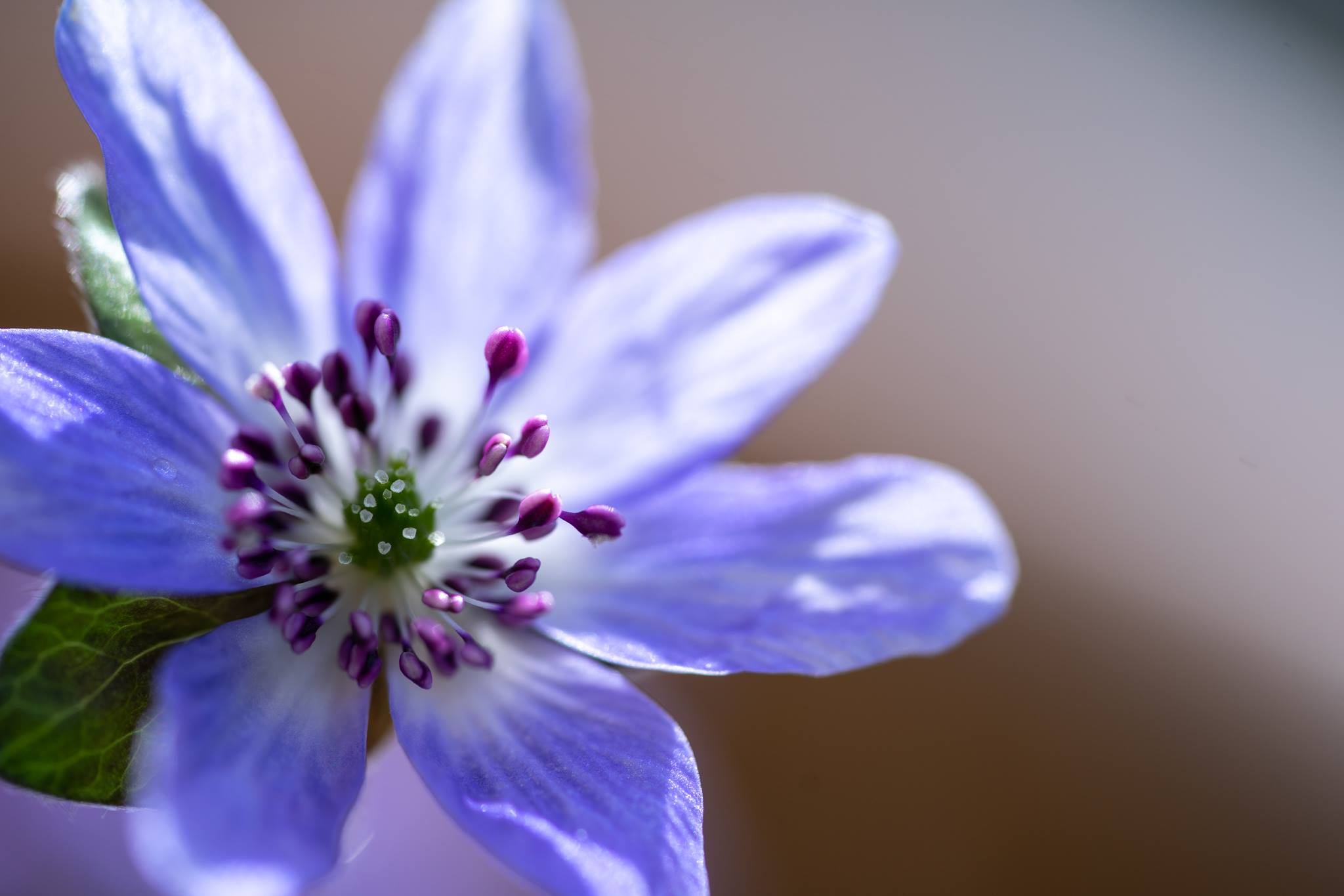 f:id:Paradisia:20191231124242j:plain