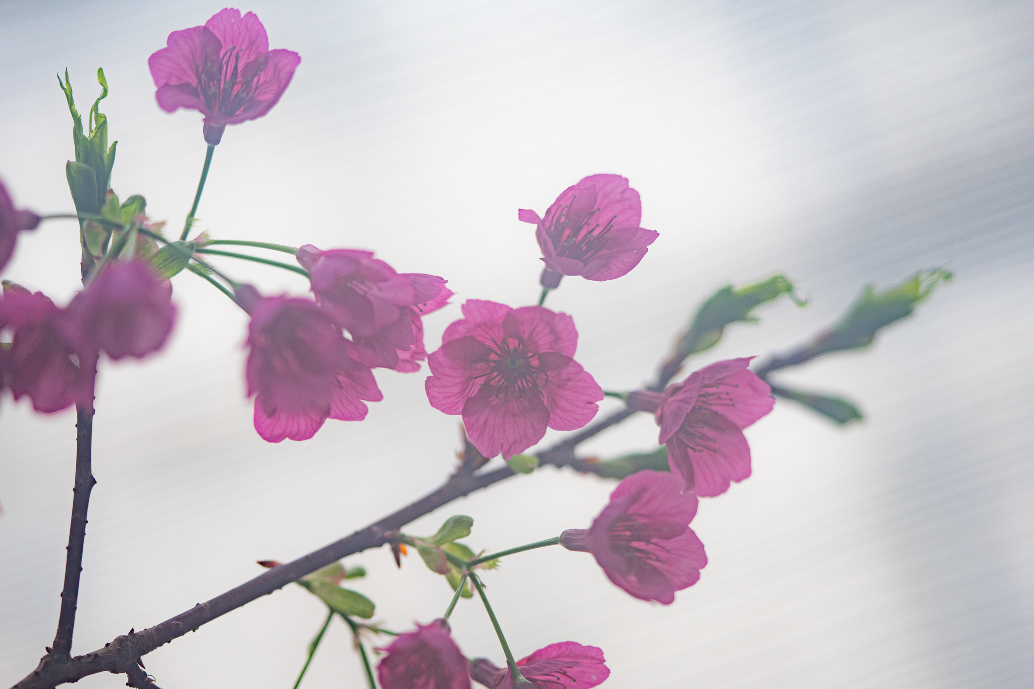 f:id:Paradisia:20200203154037j:plain