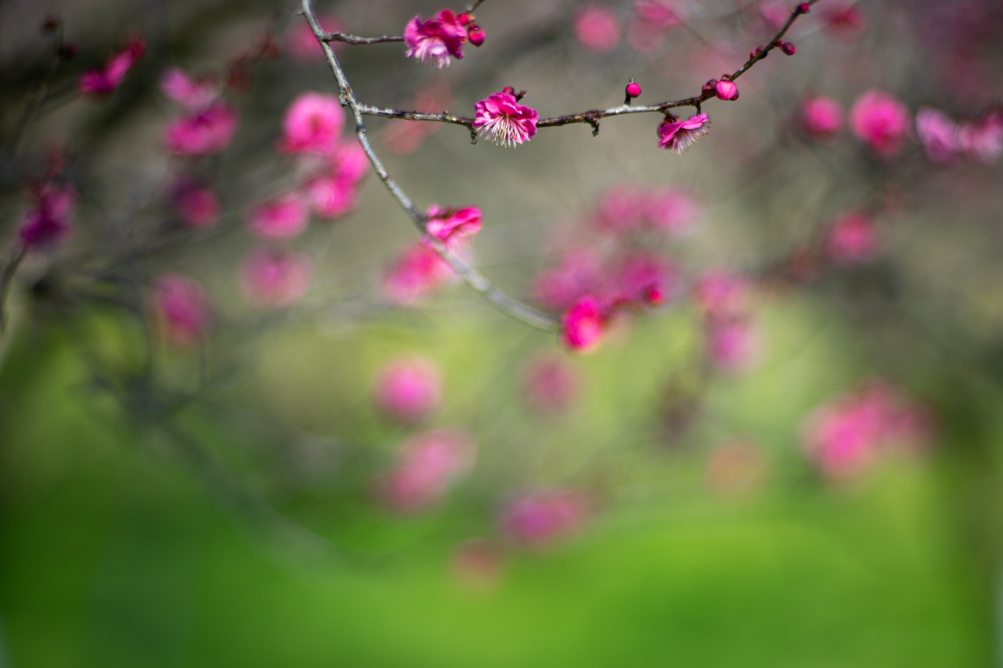 f:id:Paradisia:20200204182612j:plain