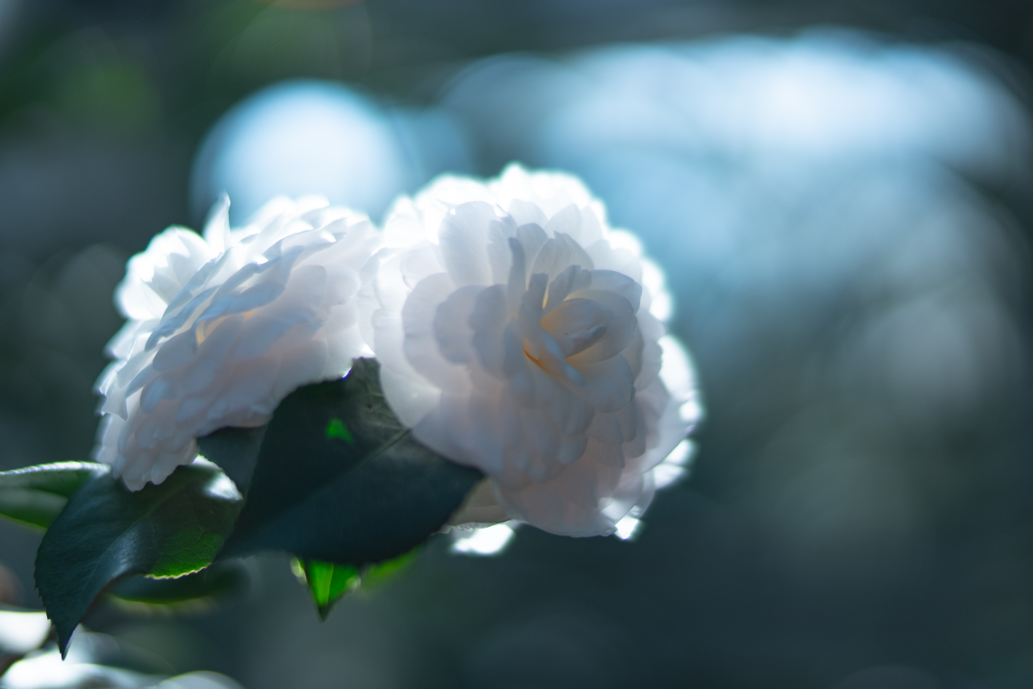 f:id:Paradisia:20200211181938j:plain