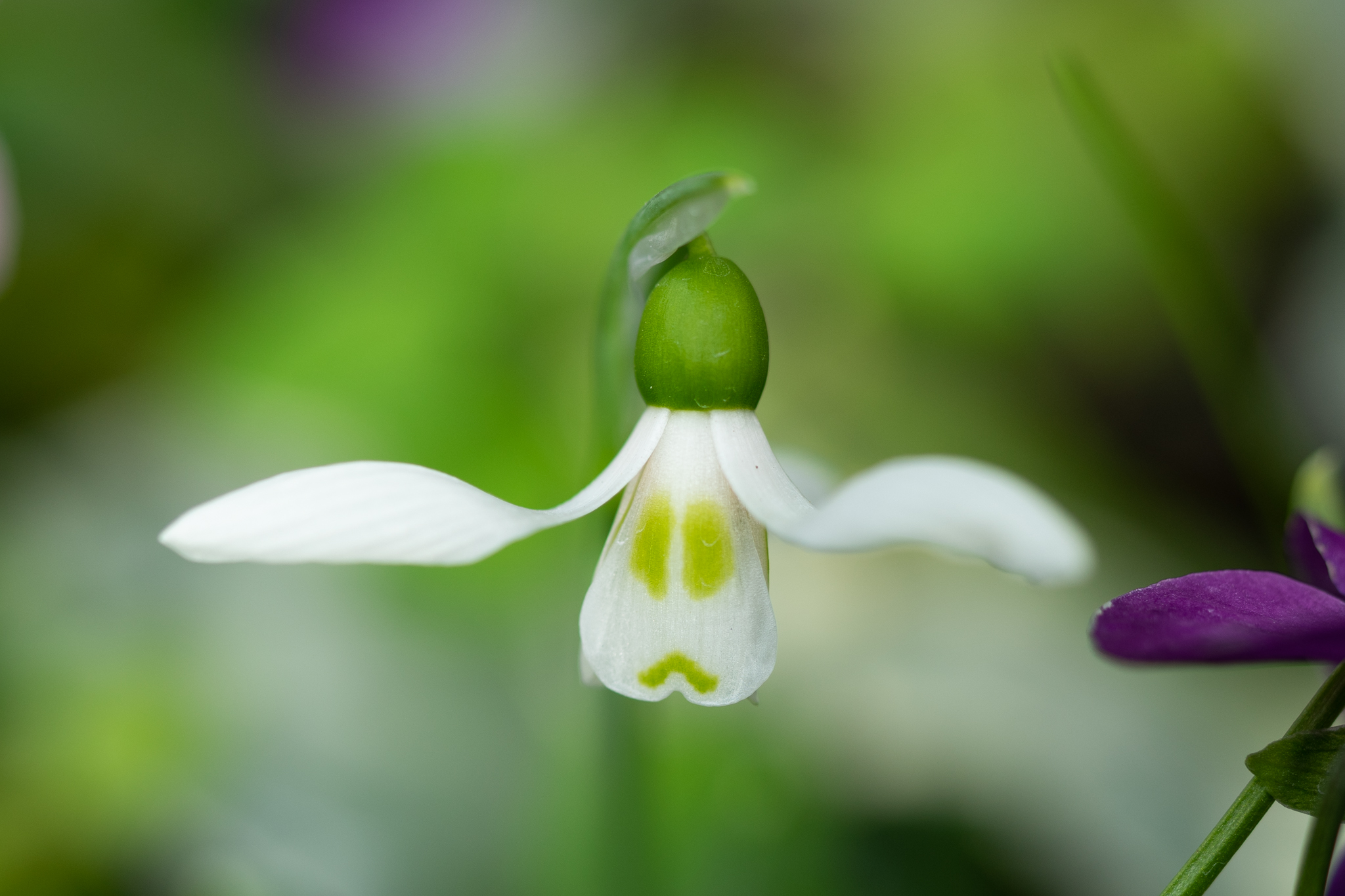 f:id:Paradisia:20200215115536j:plain f:id:Paradisia:20200215115536j:plain