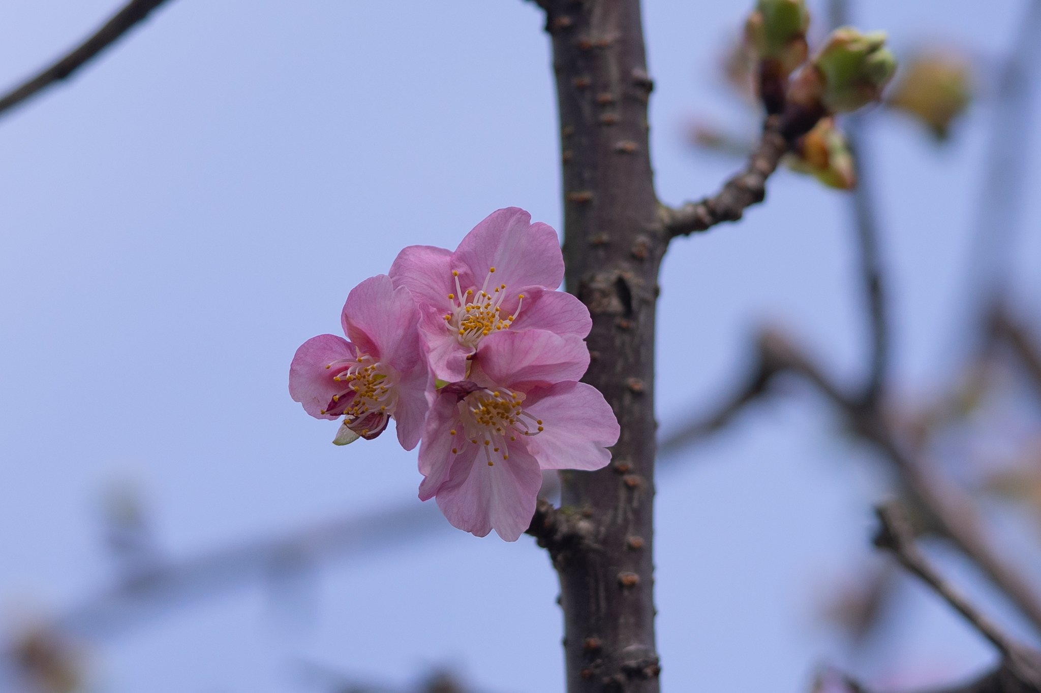 f:id:Paradisia:20200215160220j:plain