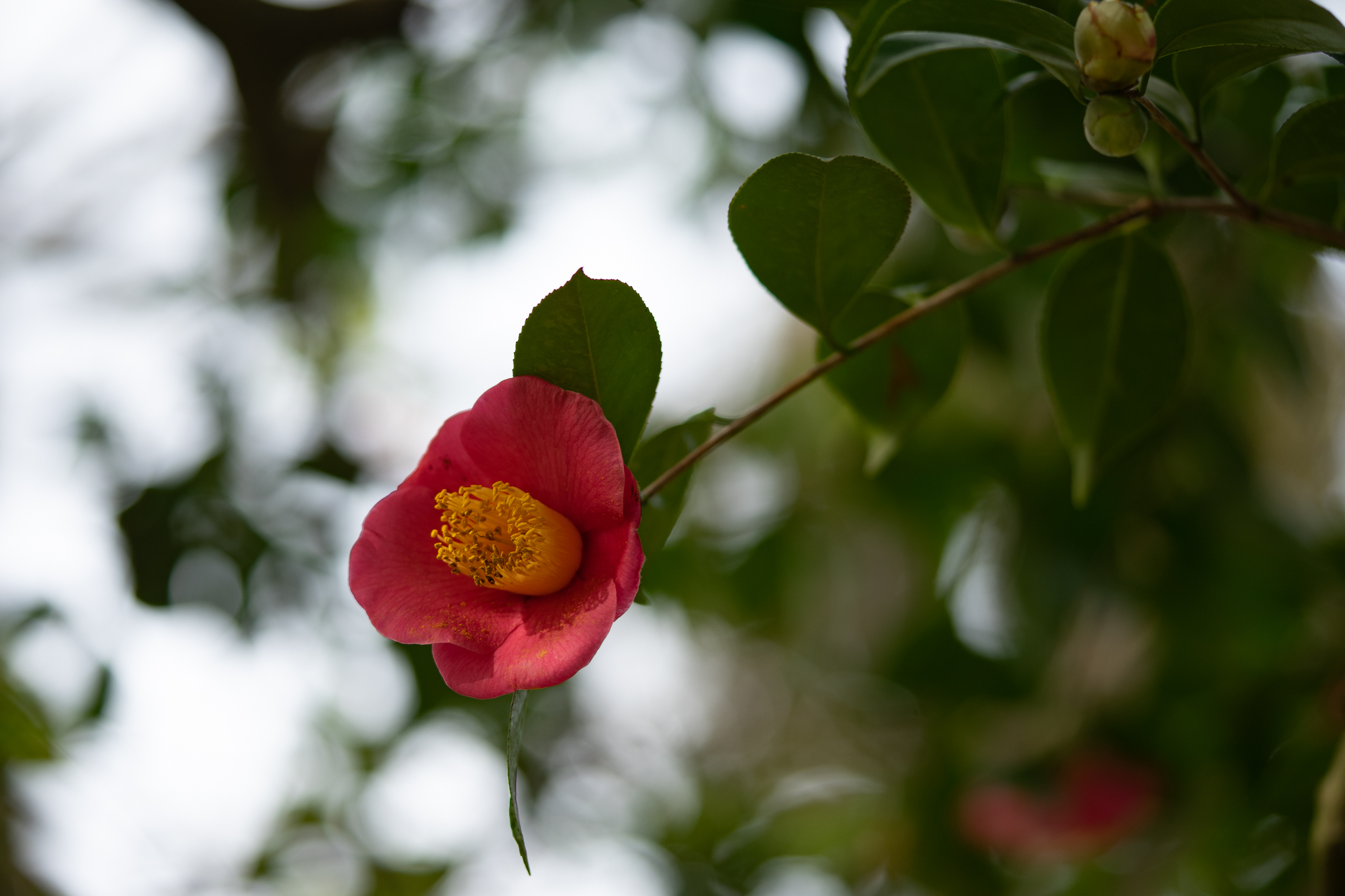 f:id:Paradisia:20200215174206j:plain