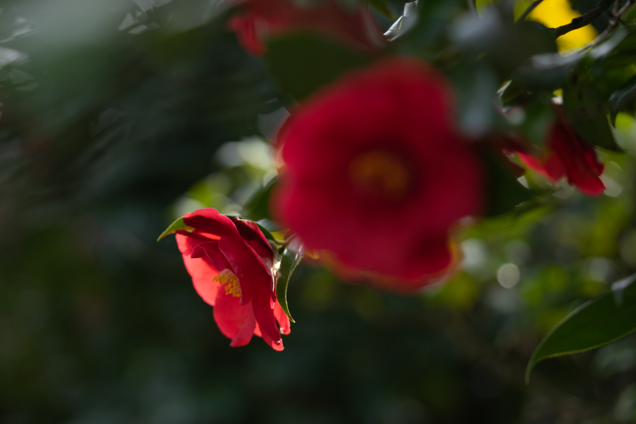 f:id:Paradisia:20200215174257j:plain