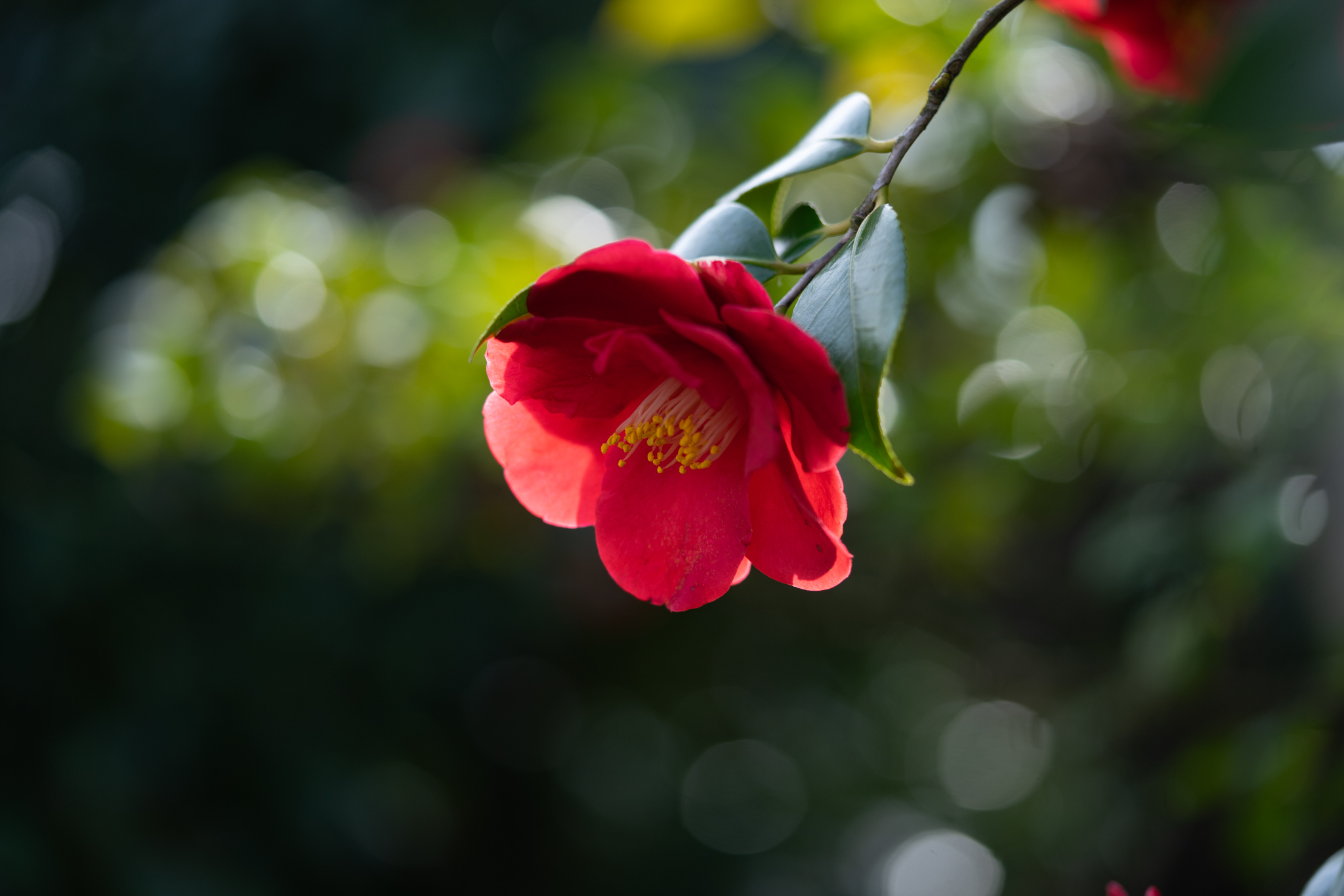 f:id:Paradisia:20200215174311j:plain