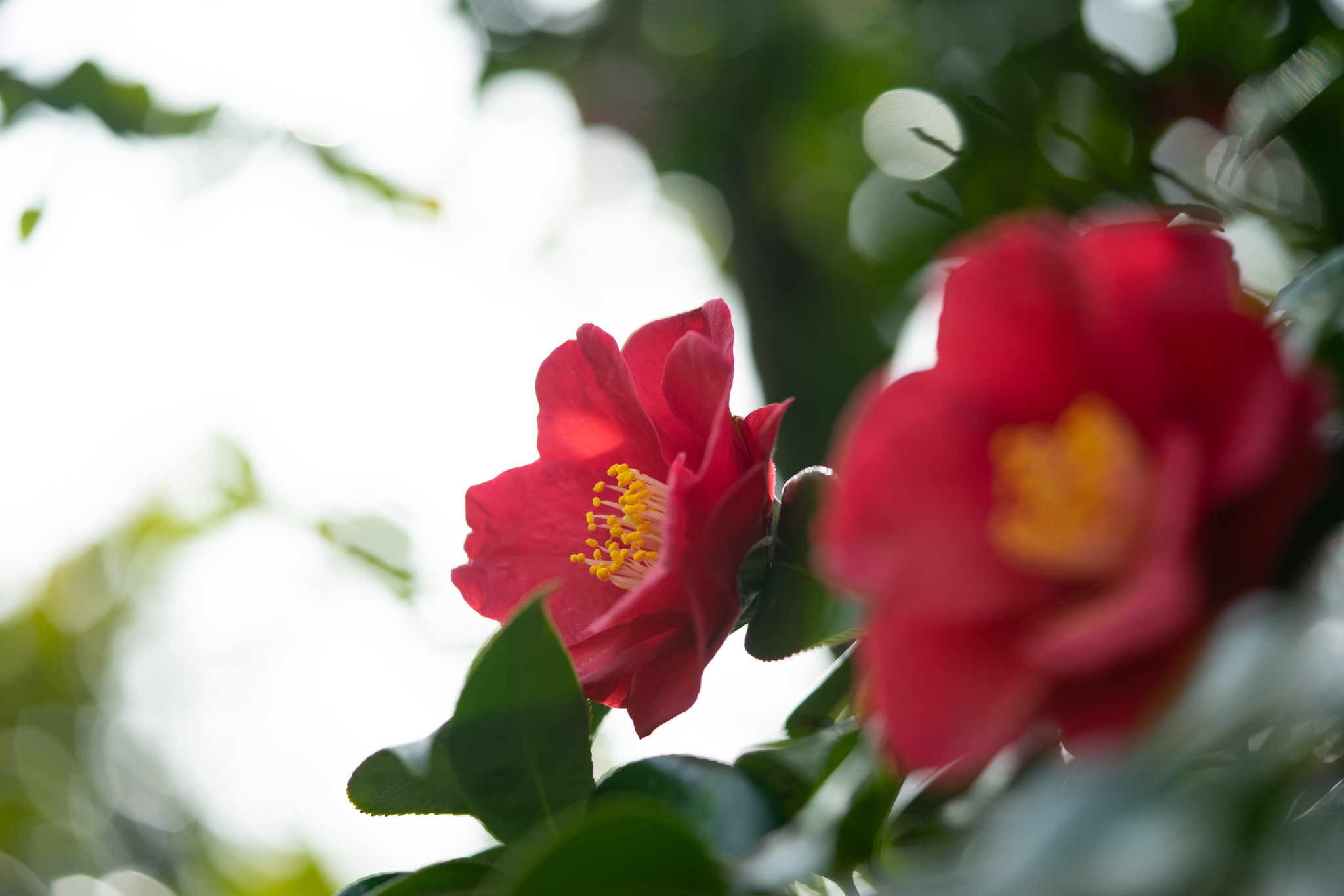 f:id:Paradisia:20200215174322j:plain