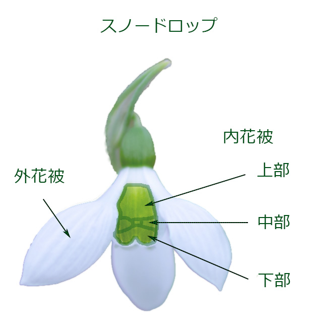f:id:Paradisia:20200216083712j:plain f:id:Paradisia:20200216083712j:plain