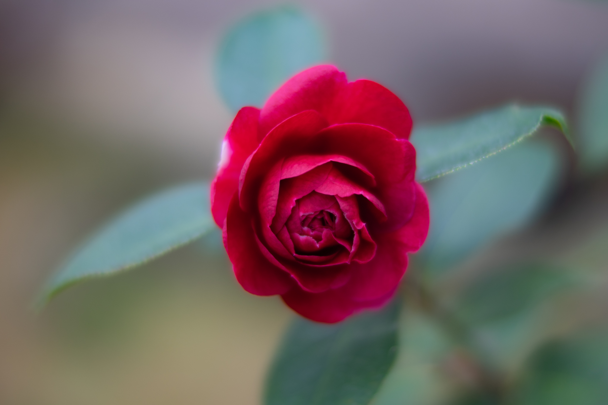 f:id:Paradisia:20200227154035j:plain