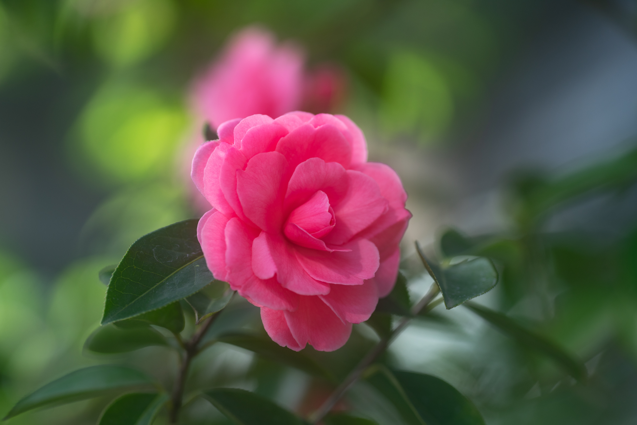 f:id:Paradisia:20200227154747j:plain