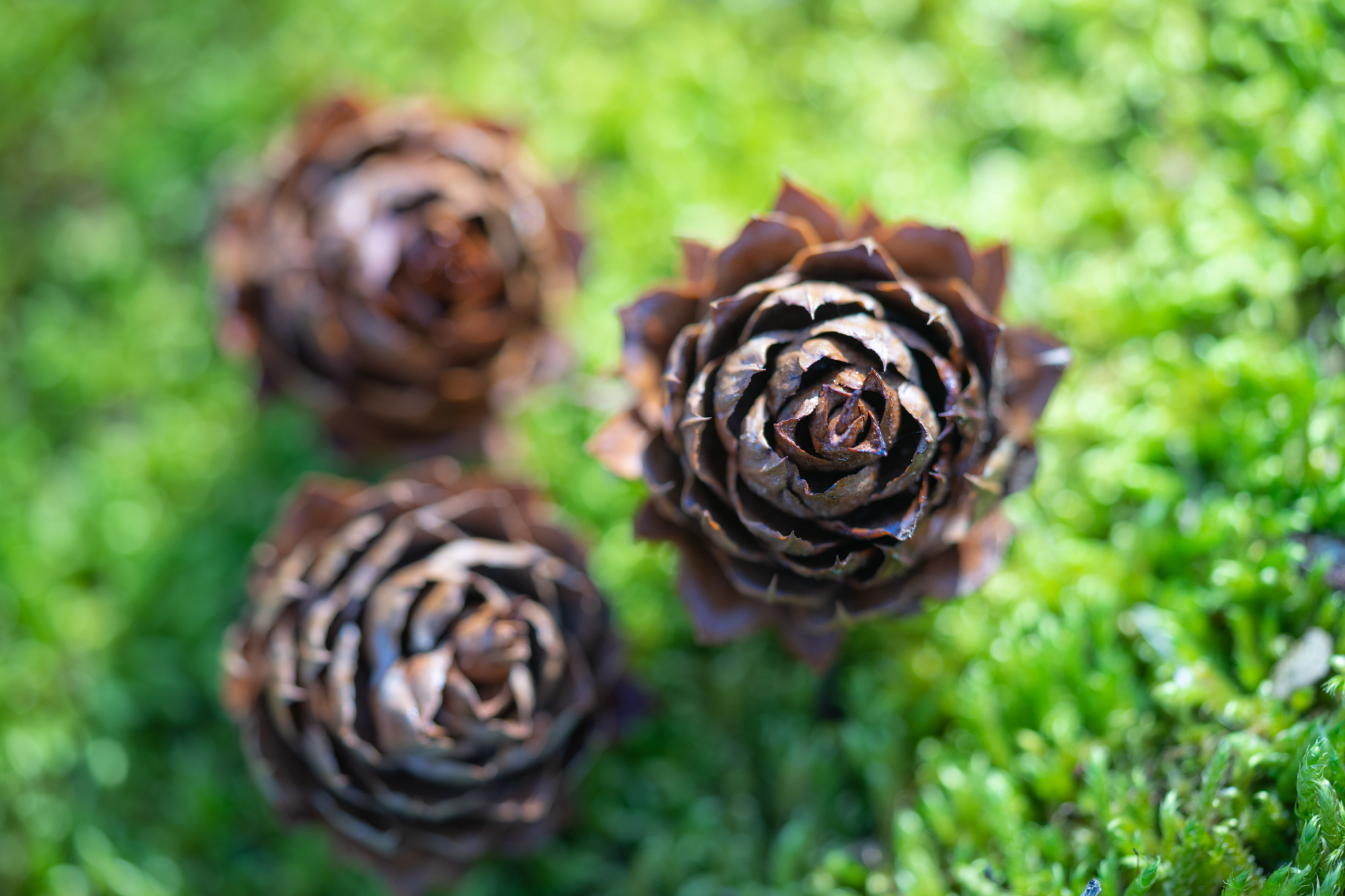 バラのような コウヨウザンの球果 光と風と薔薇と