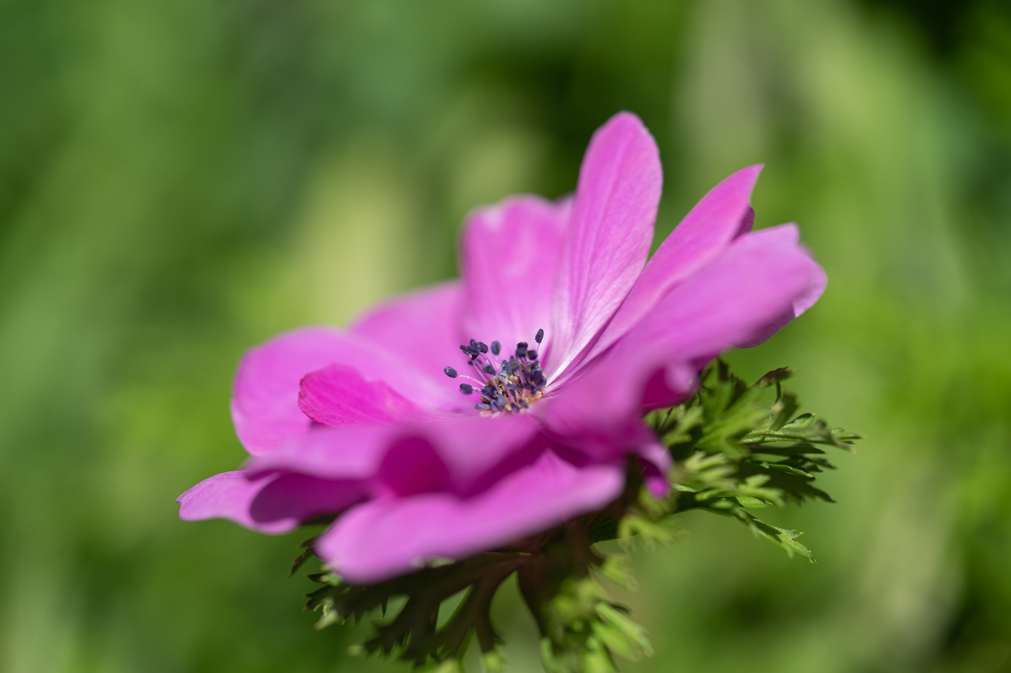 f:id:Paradisia:20200307123556j:plain