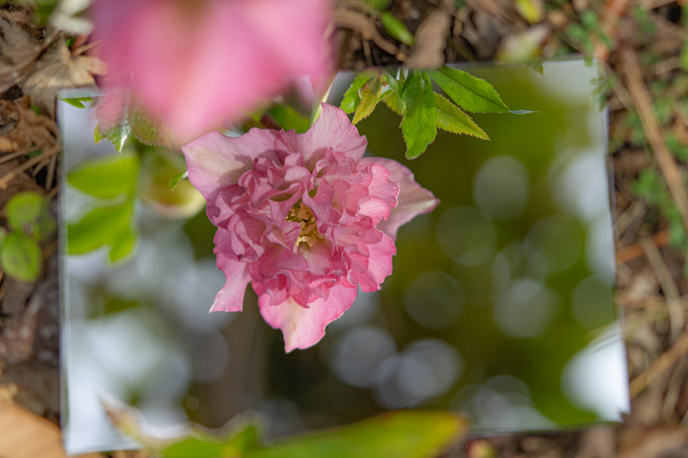 f:id:Paradisia:20200307170649j:plain