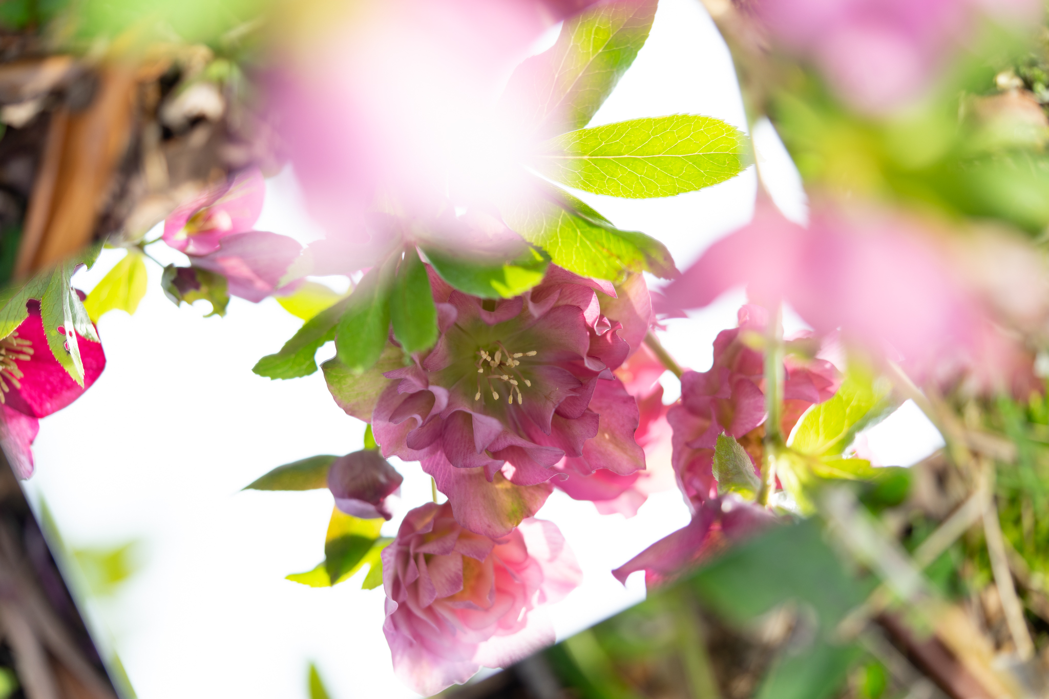 f:id:Paradisia:20200307170848j:plain