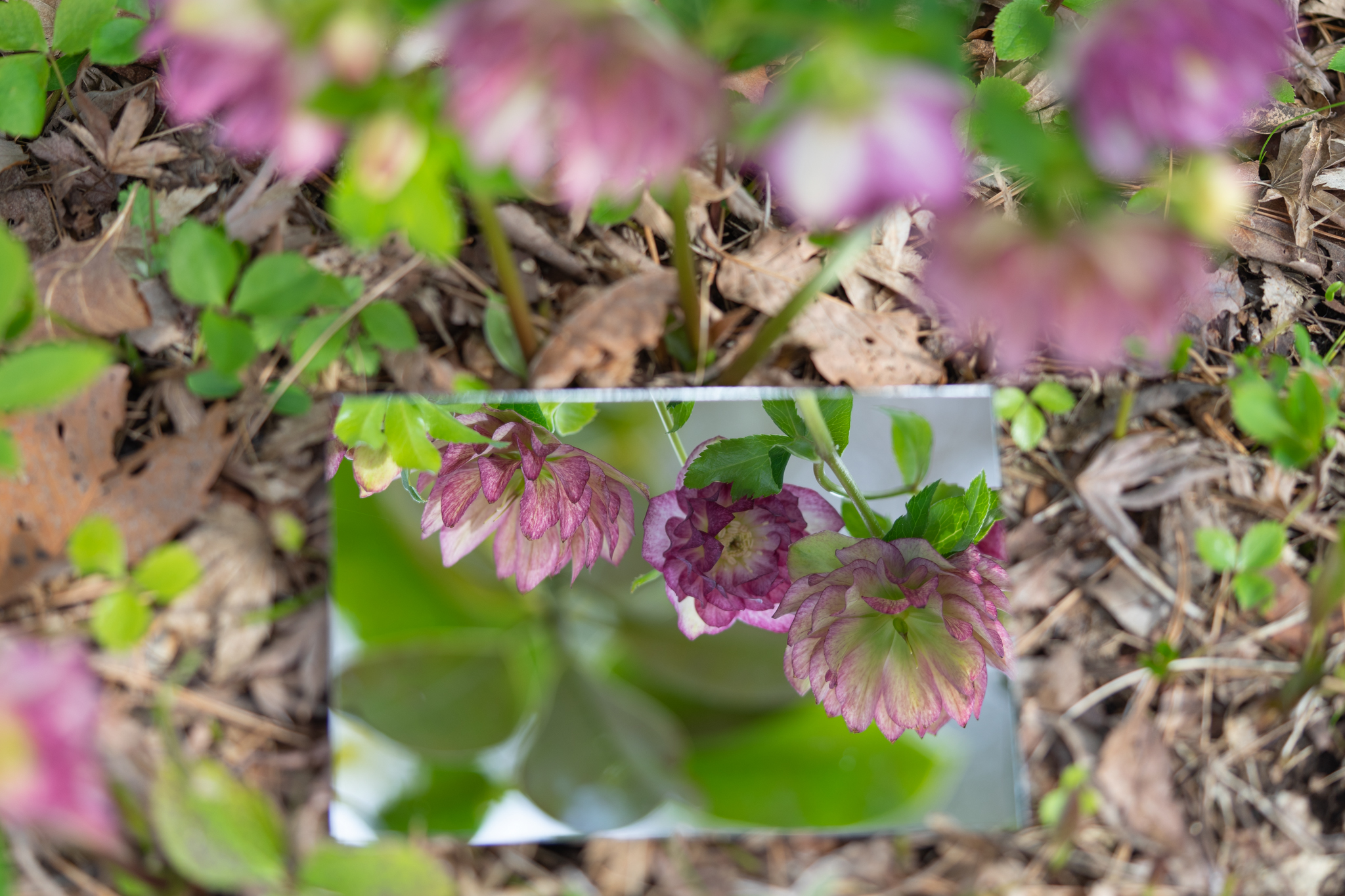 f:id:Paradisia:20200307170907j:plain