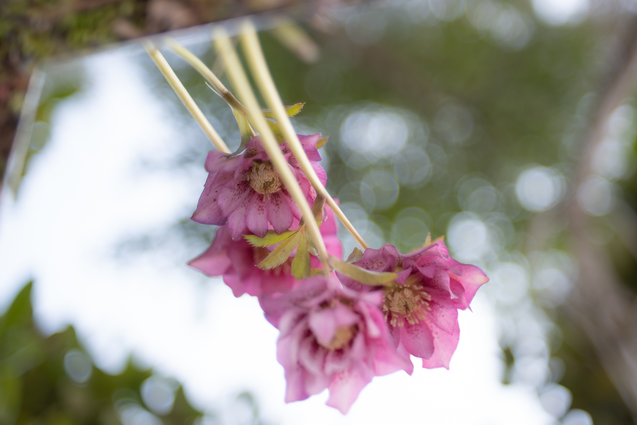 f:id:Paradisia:20200307170934j:plain