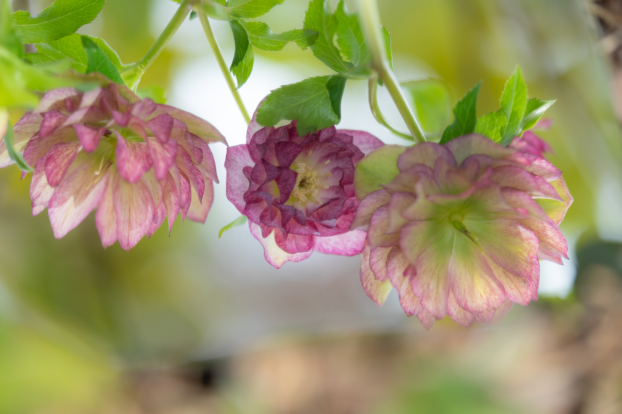 f:id:Paradisia:20200307171049j:plain