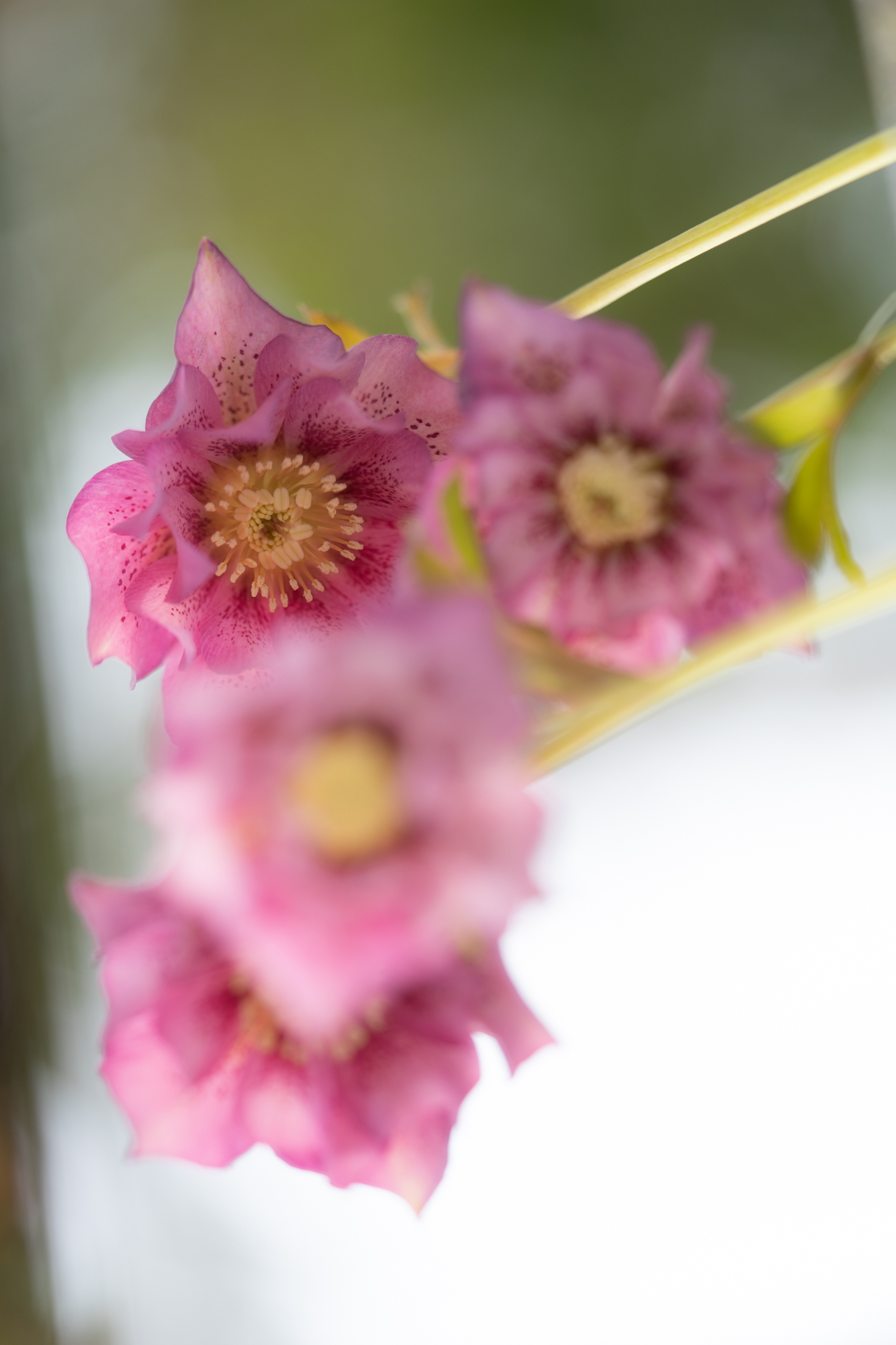 f:id:Paradisia:20200307171343j:plain