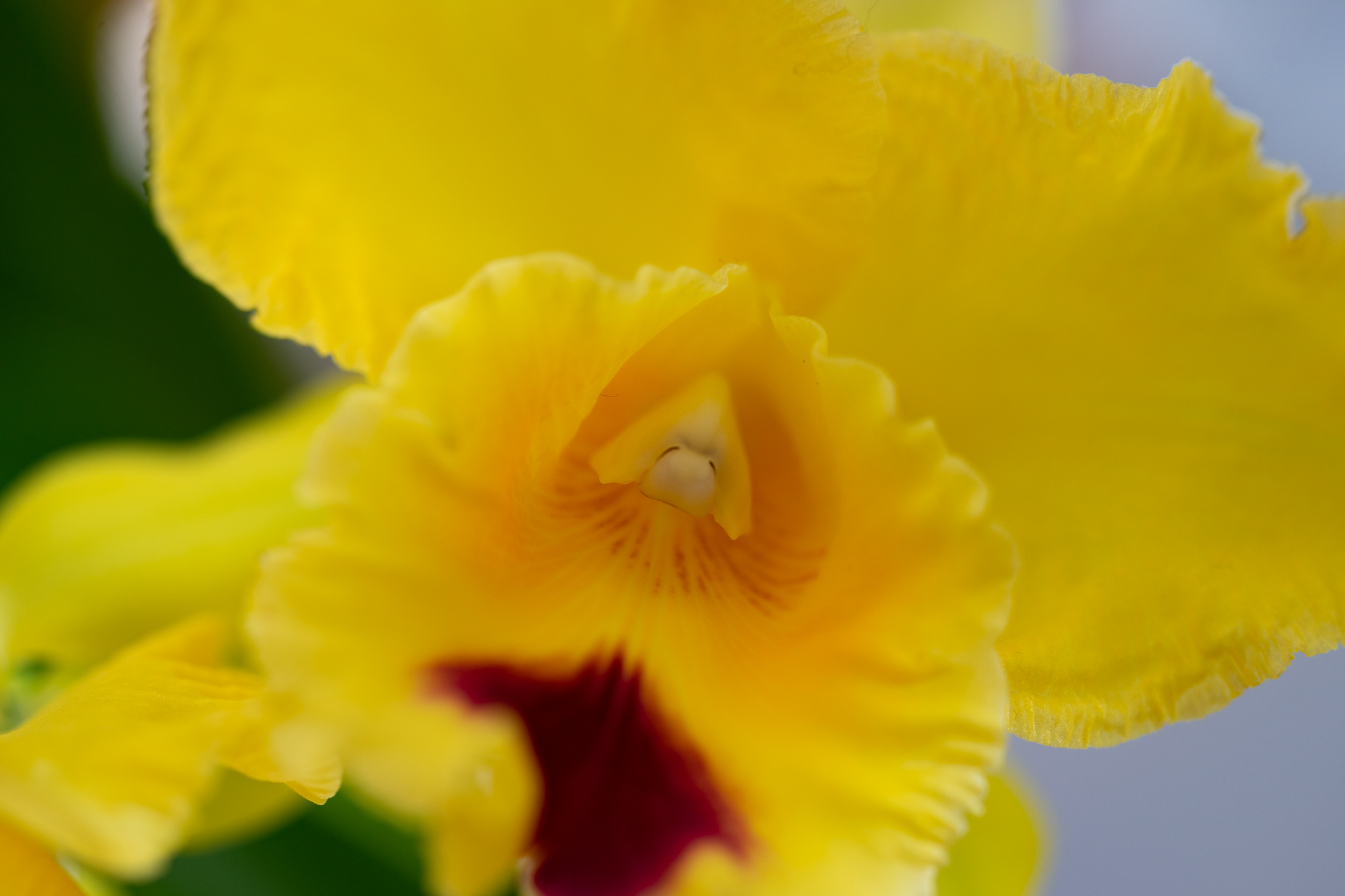 f:id:Paradisia:20200308075807j:plain