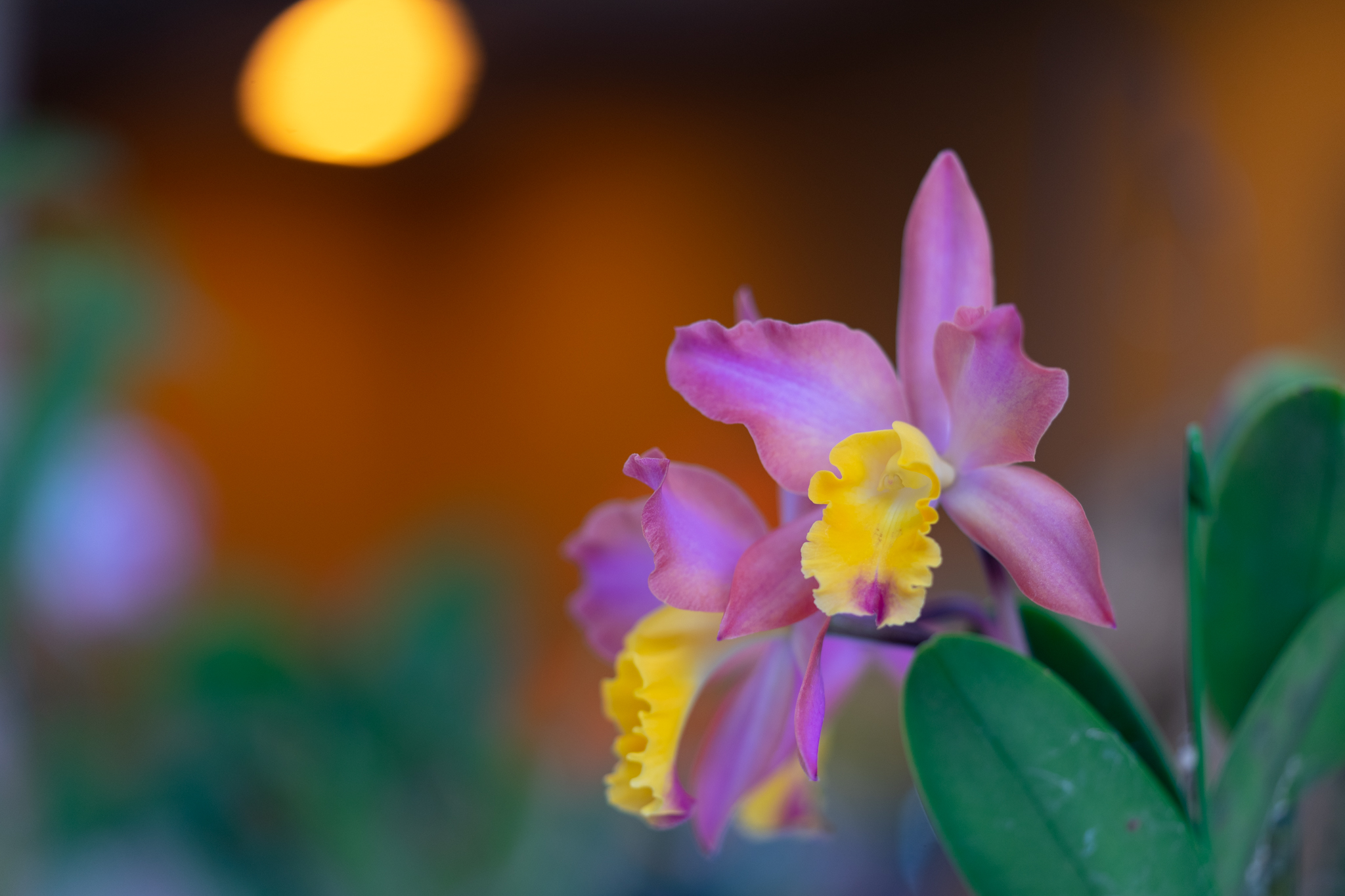 f:id:Paradisia:20200308080253j:plain