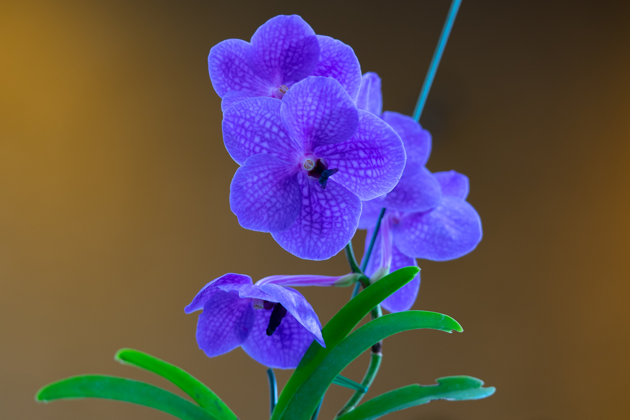 f:id:Paradisia:20200308081520j:plain