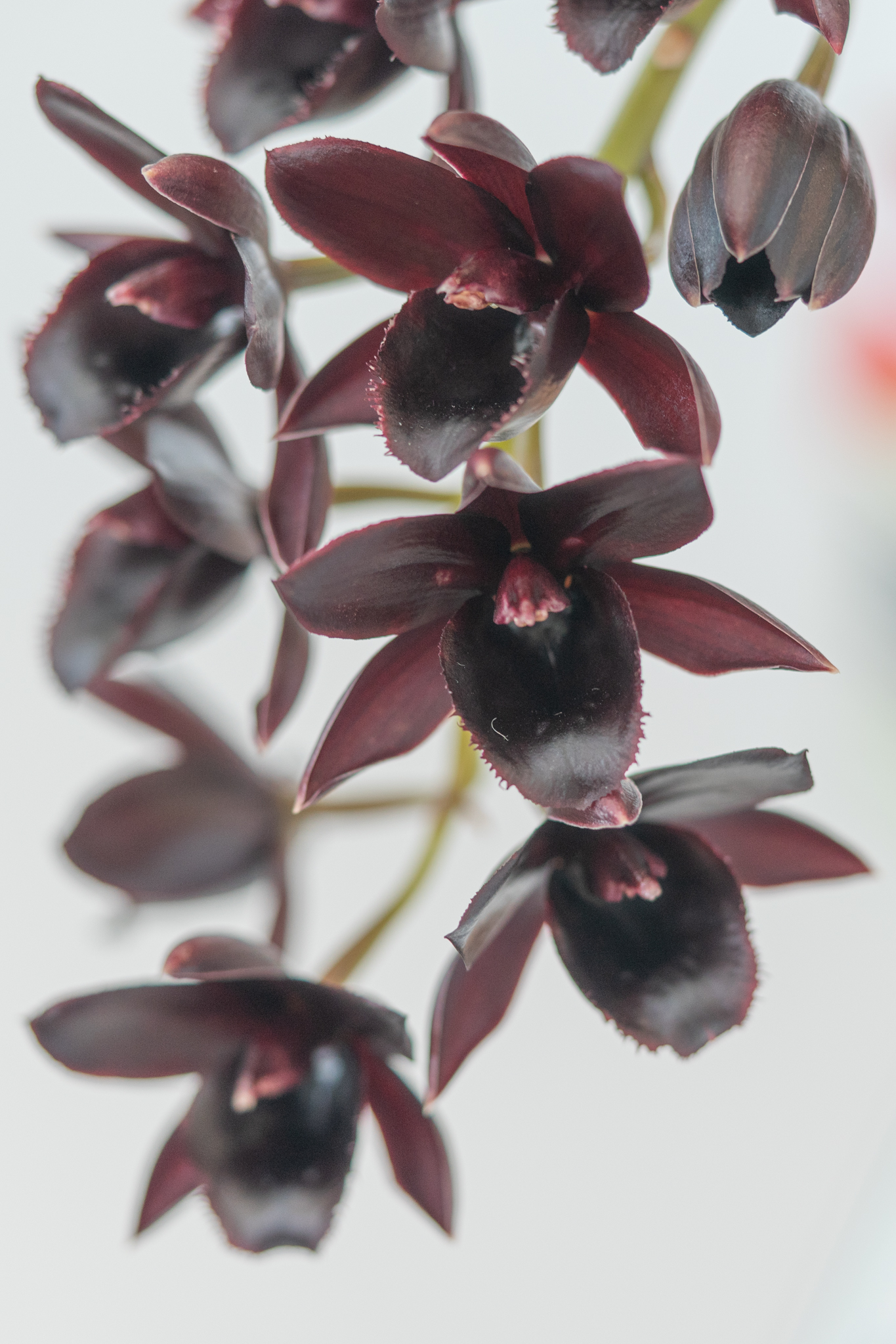 大得価，品質保証 洋蘭 原種 Den johannis 黒花がカッコいい！