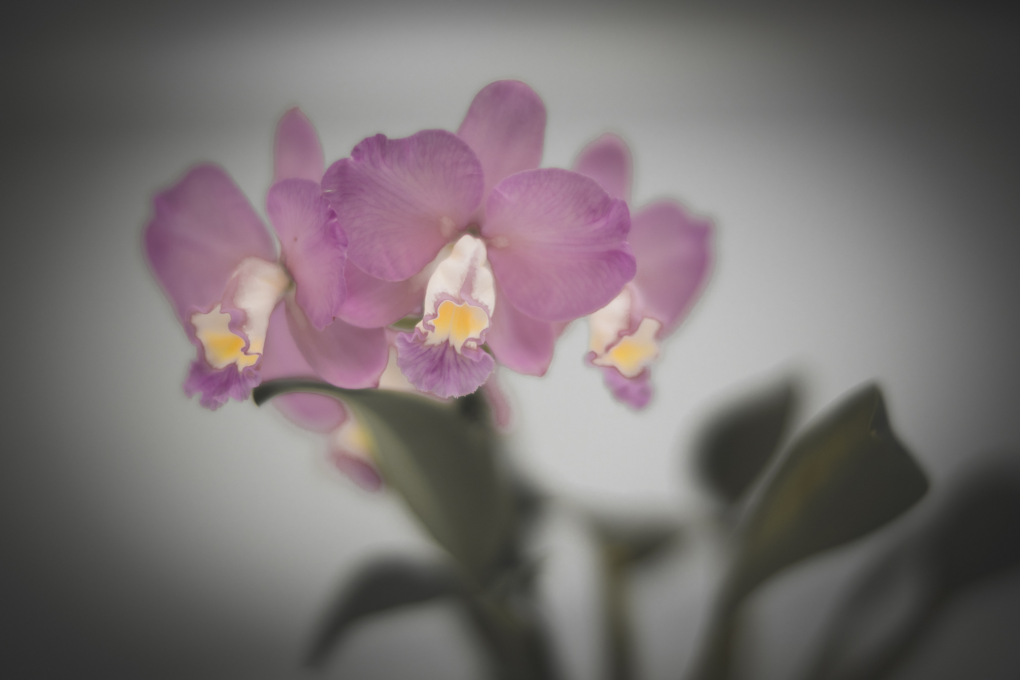 f:id:Paradisia:20200308085351j:plain