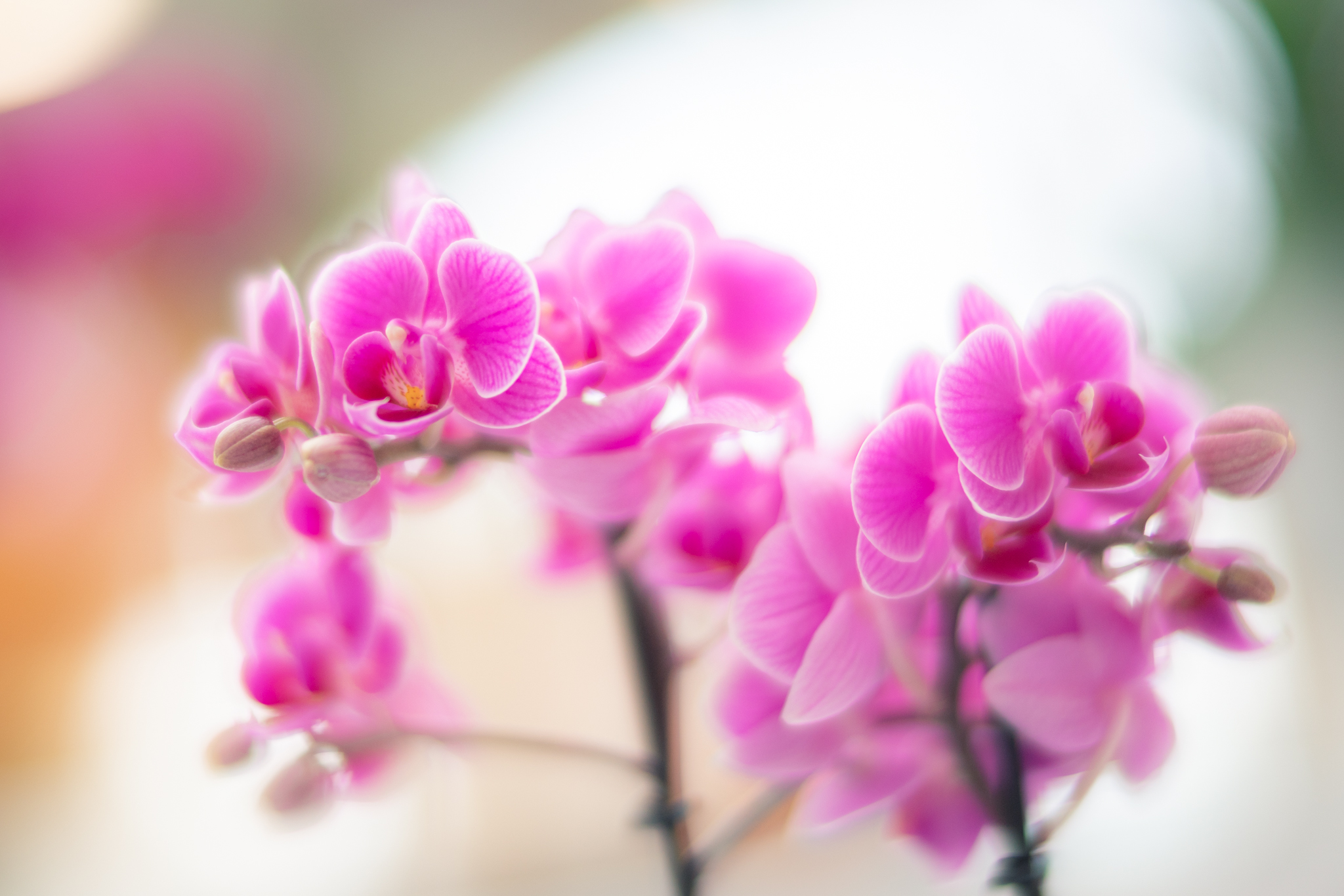 f:id:Paradisia:20200308091903j:plain