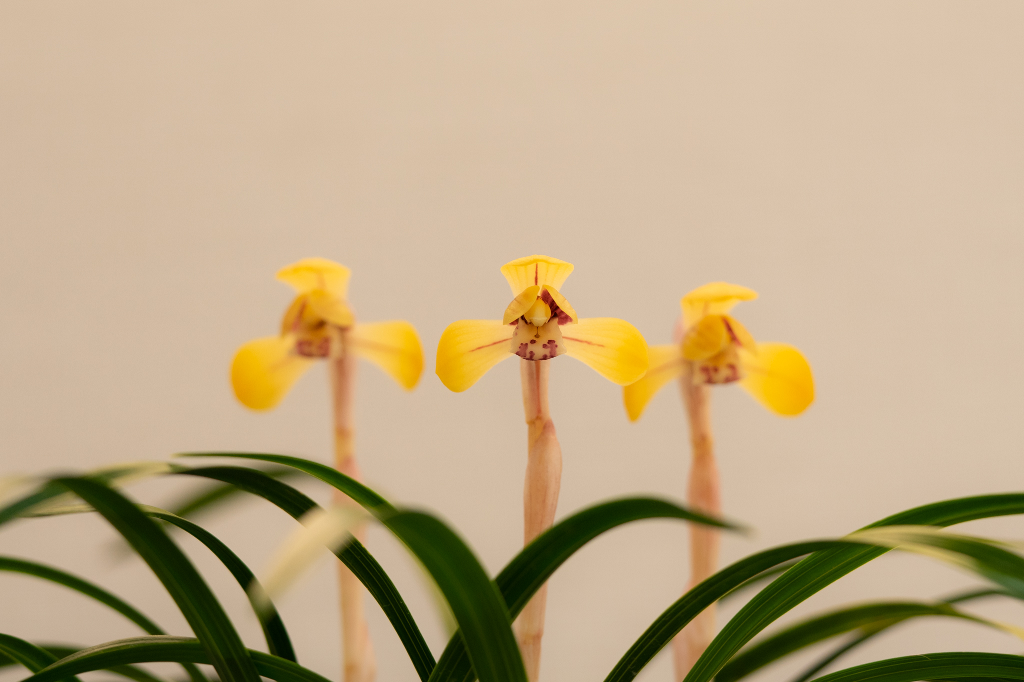 f:id:Paradisia:20200308102006j:plain f:id:Paradisia:20200308102006j:plain