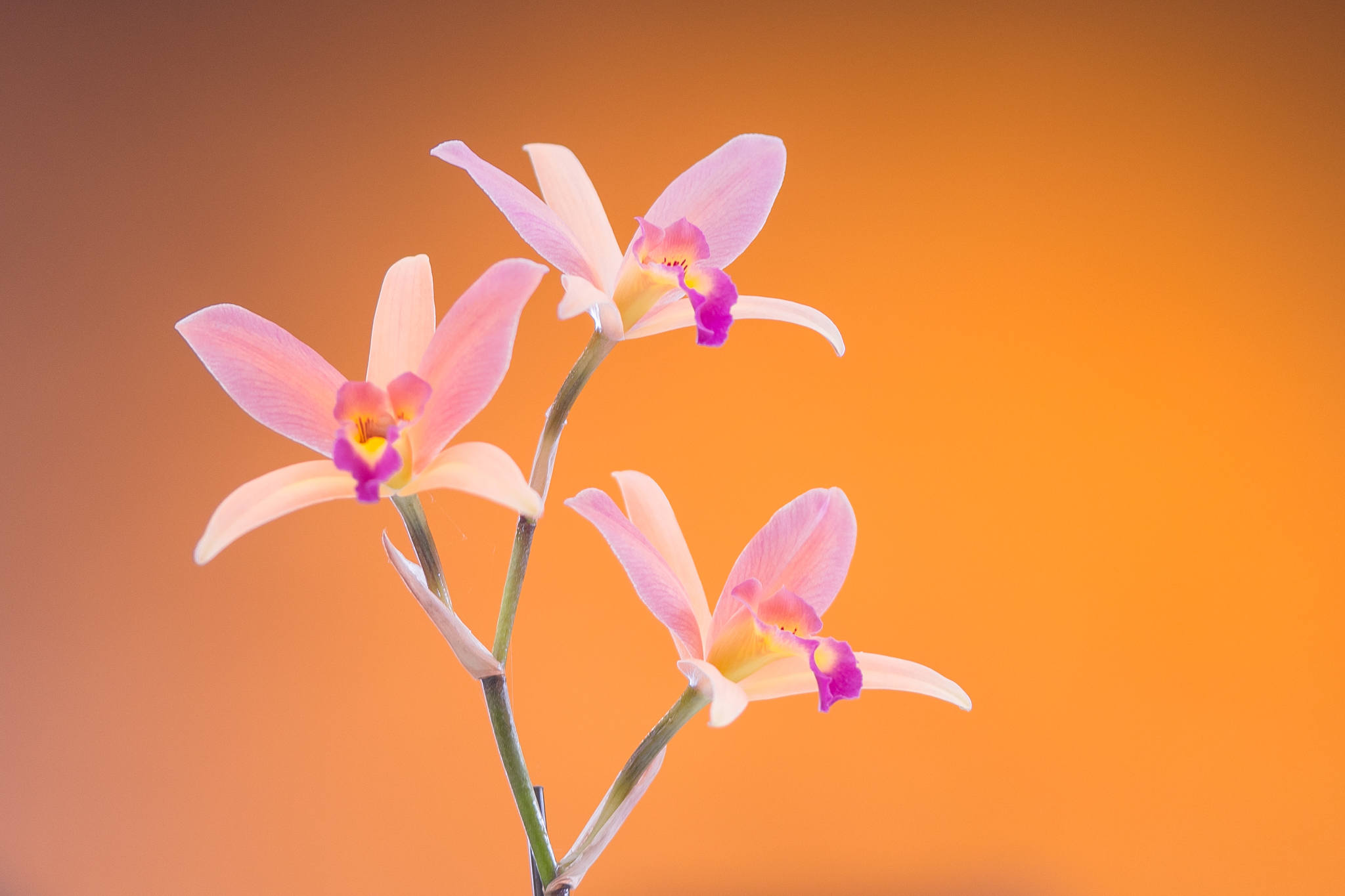 f:id:Paradisia:20200309180923j:plain