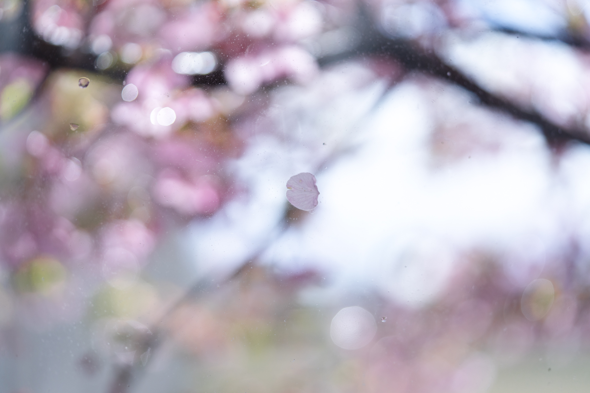 f:id:Paradisia:20200311112124j:plain