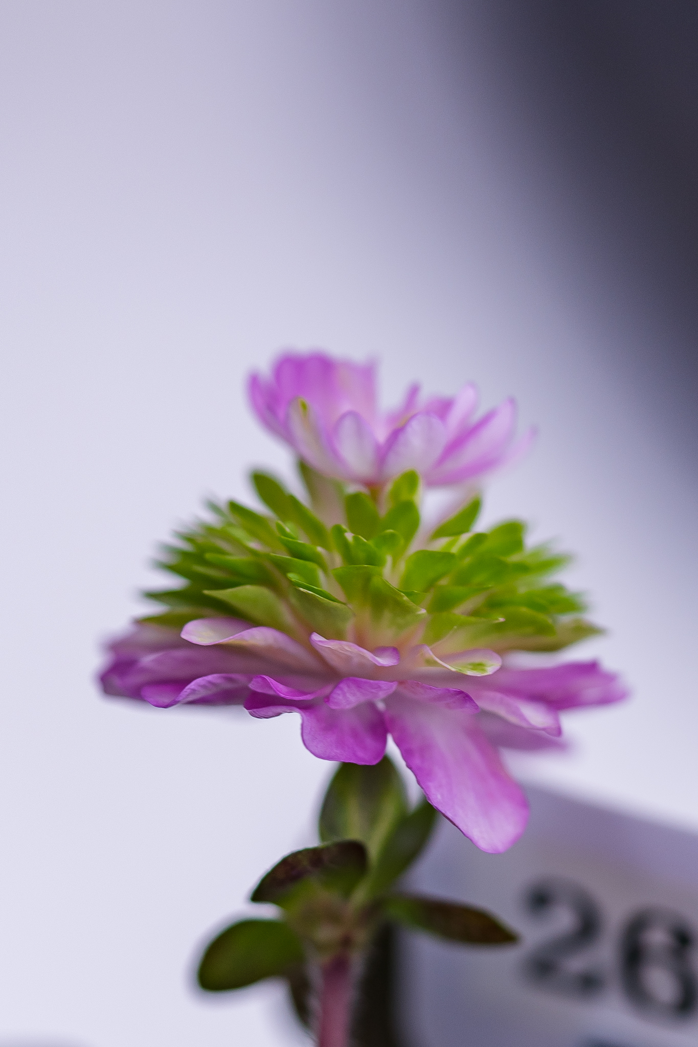 f:id:Paradisia:20200313174518j:plain