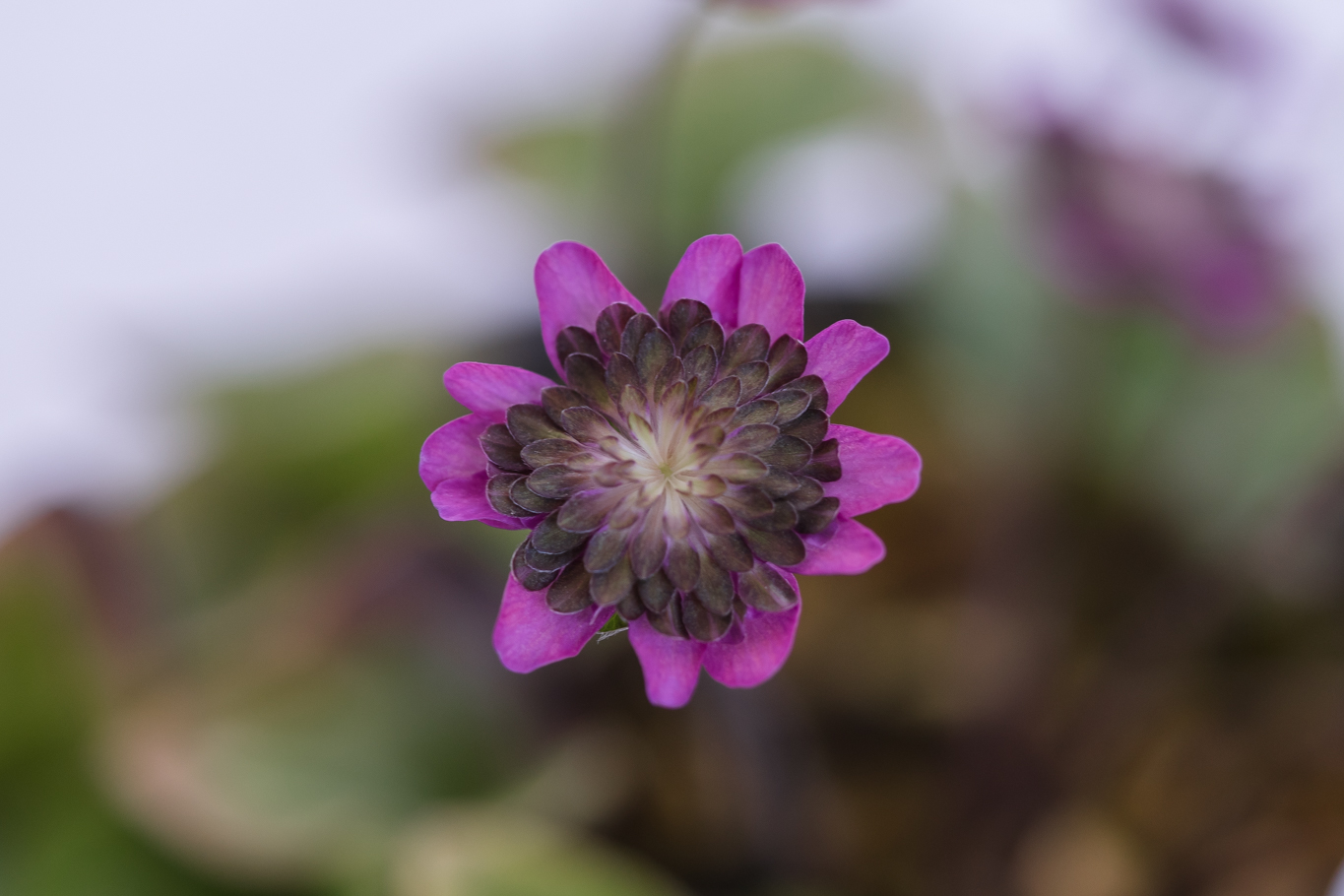 f:id:Paradisia:20200313174732j:plain