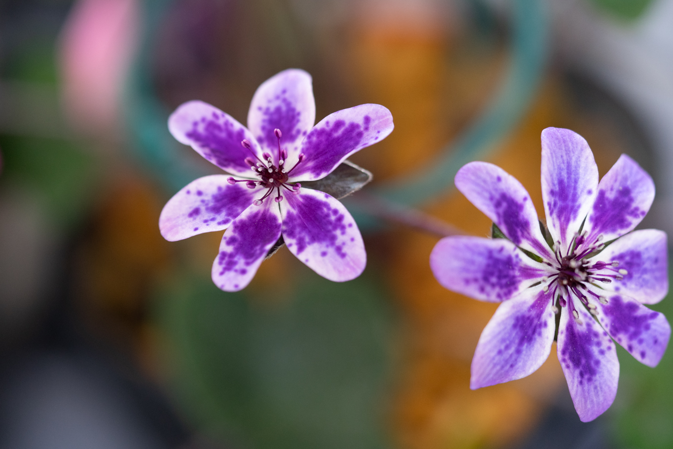 f:id:Paradisia:20200313180823j:plain