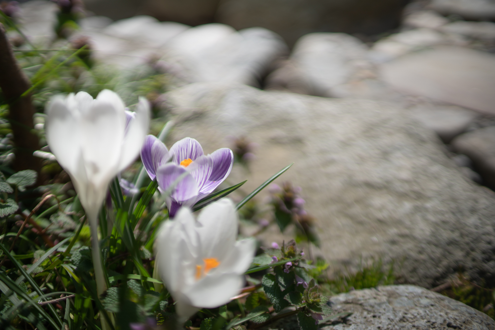 f:id:Paradisia:20200315131747j:plain