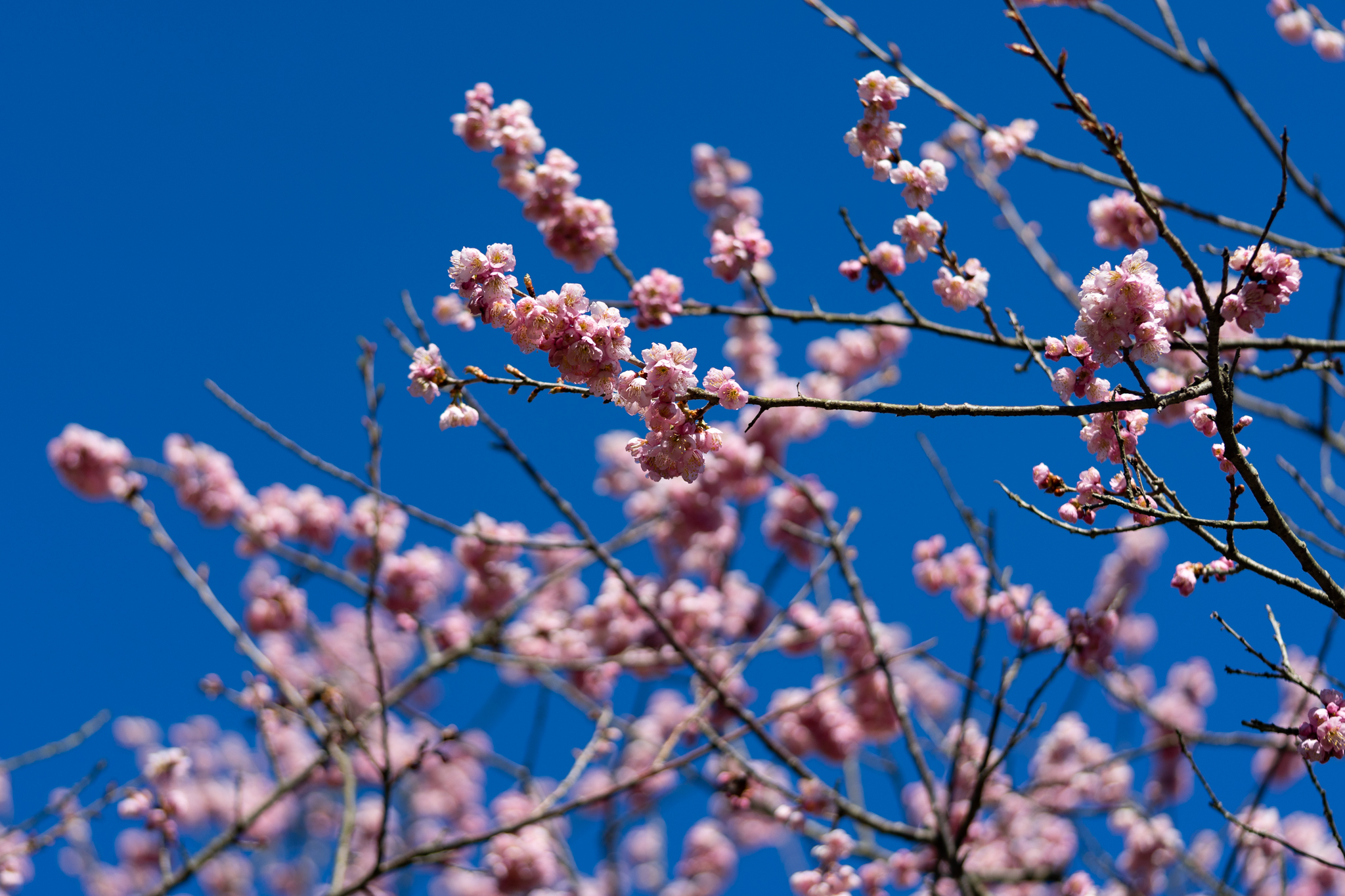 f:id:Paradisia:20200315152640j:plain f:id:Paradisia:20200315152640j:plain