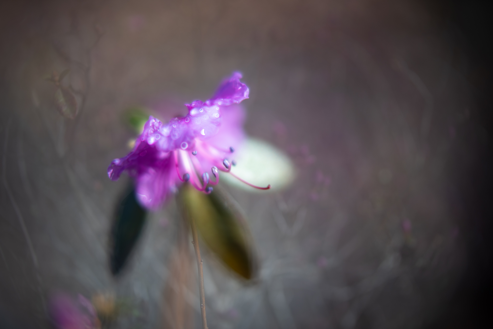 f:id:Paradisia:20200315153826j:plain f:id:Paradisia:20200315153826j:plain