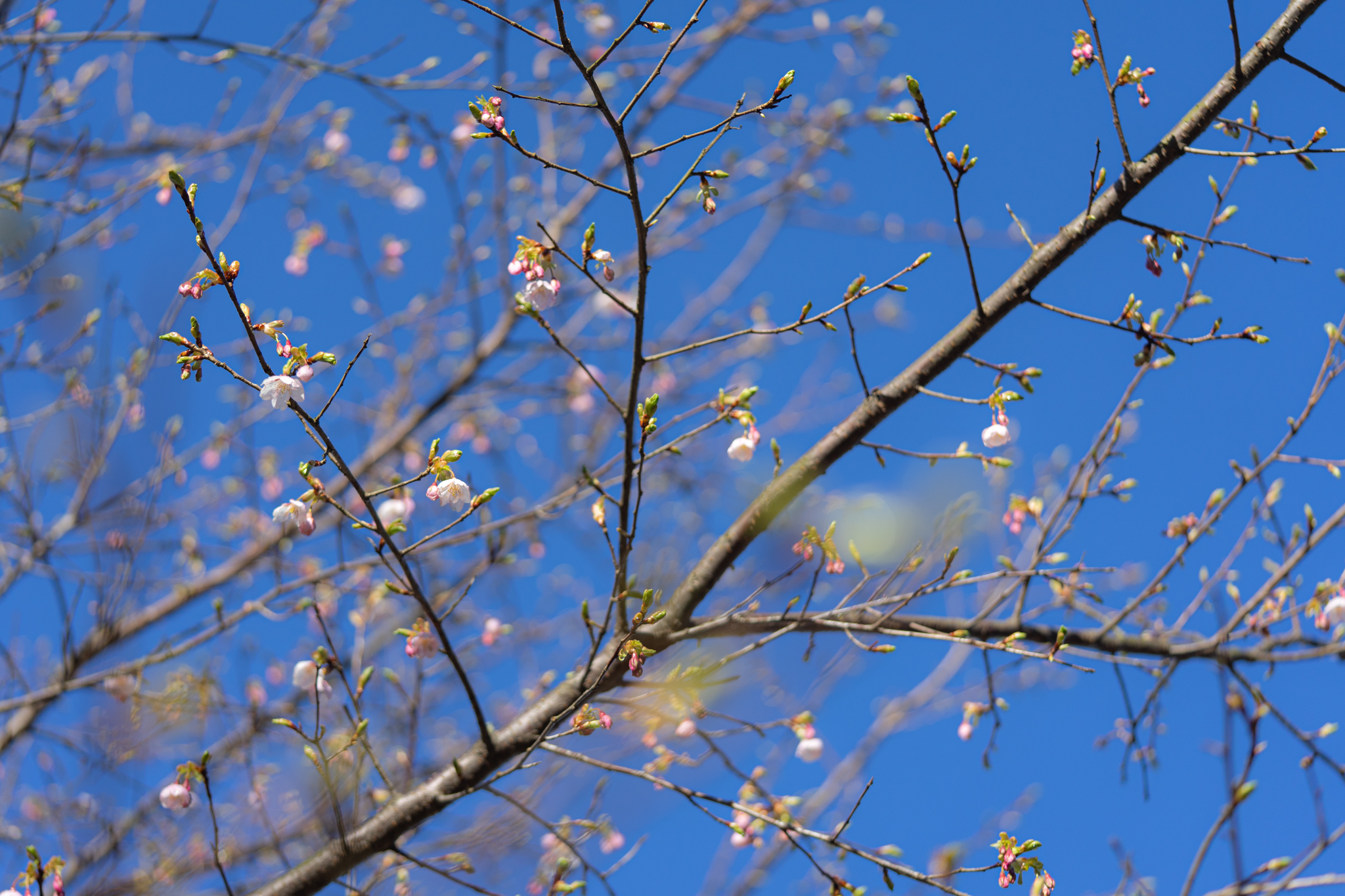 f:id:Paradisia:20200315163732j:plain