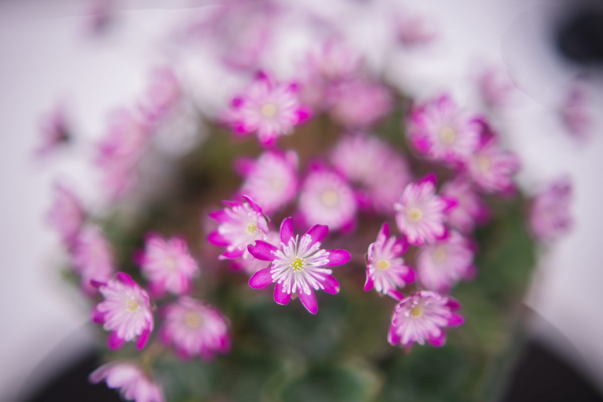 f:id:Paradisia:20200316101224j:plain