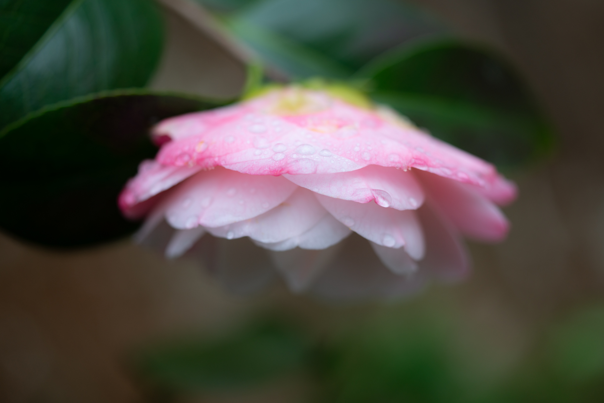 f:id:Paradisia:20200328102212j:plain f:id:Paradisia:20200328102212j:plain